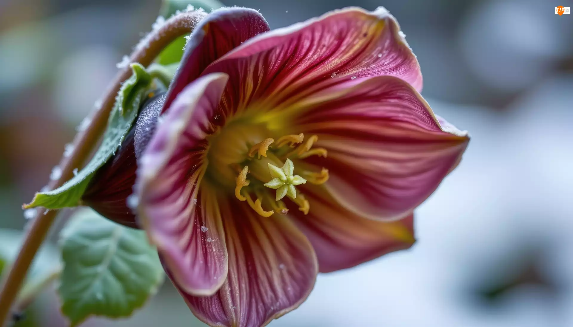 Ciemiernik, Grafika AI, Rozkwitnięty, Kwiat, Liście