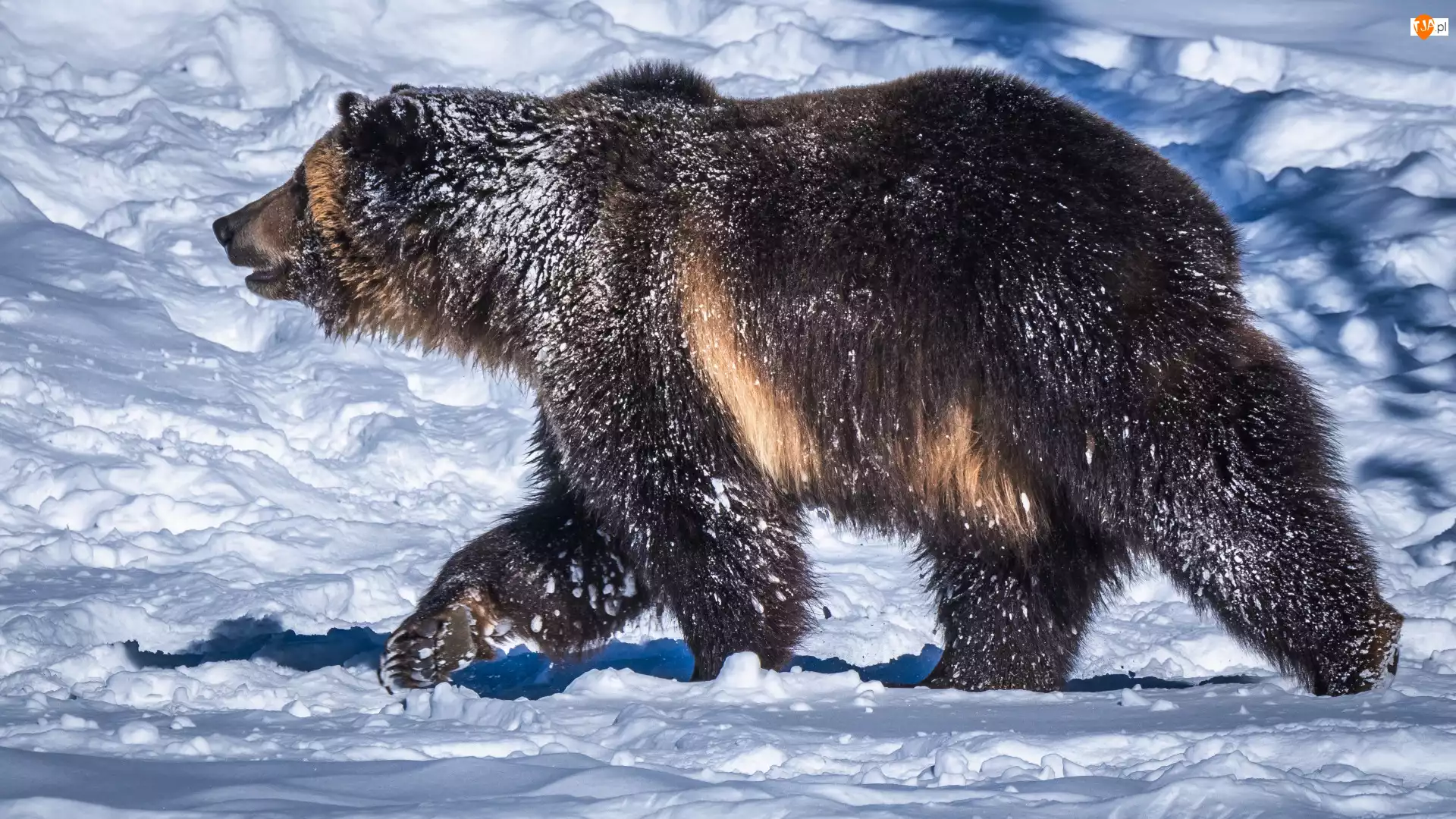 Śnieg, Niedźwiedź brunatny