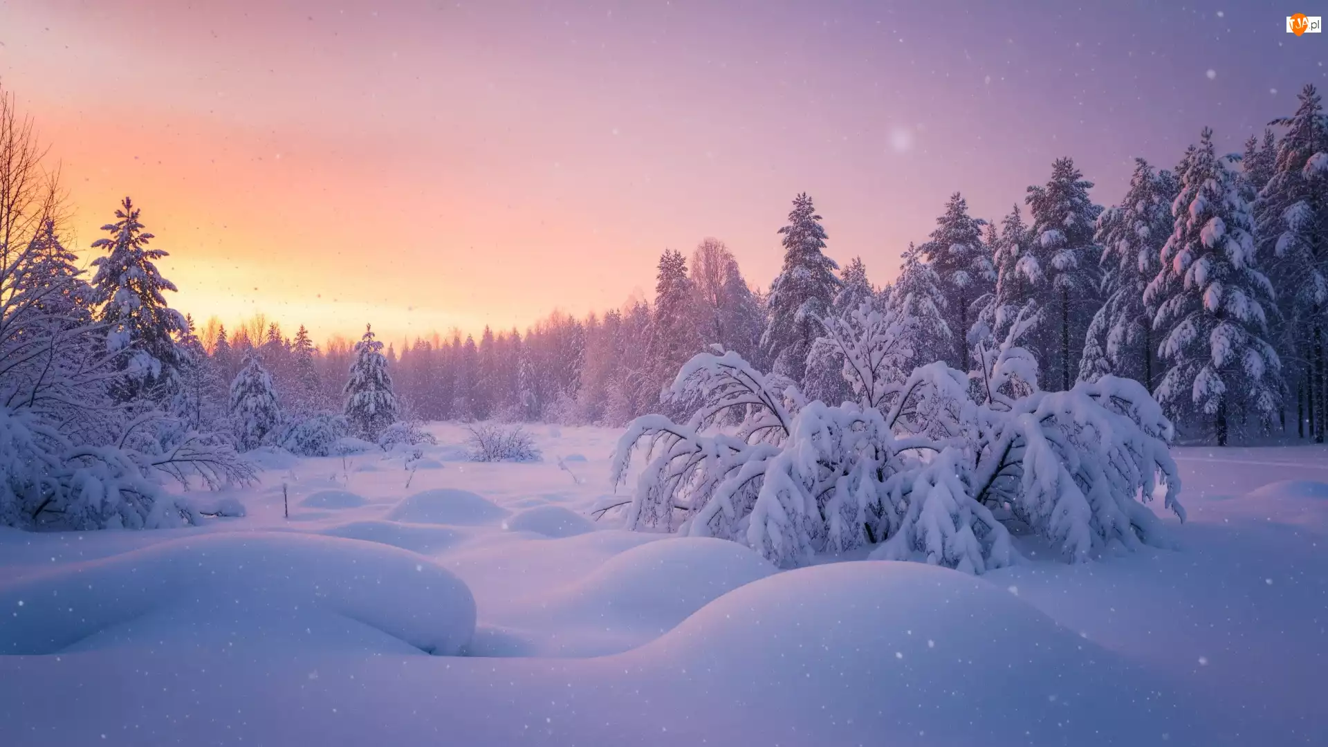 Las, Zima, Ośnieżone, Wschód słońca, Drzewa, Zaspy
