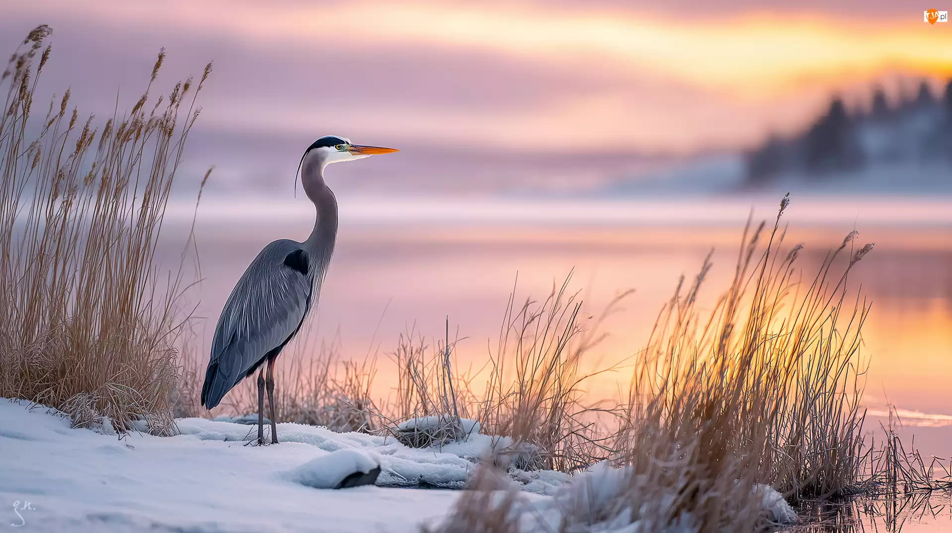 Zarośla, Czapla, Jezioro, Grafika AI, Trawy, Zima