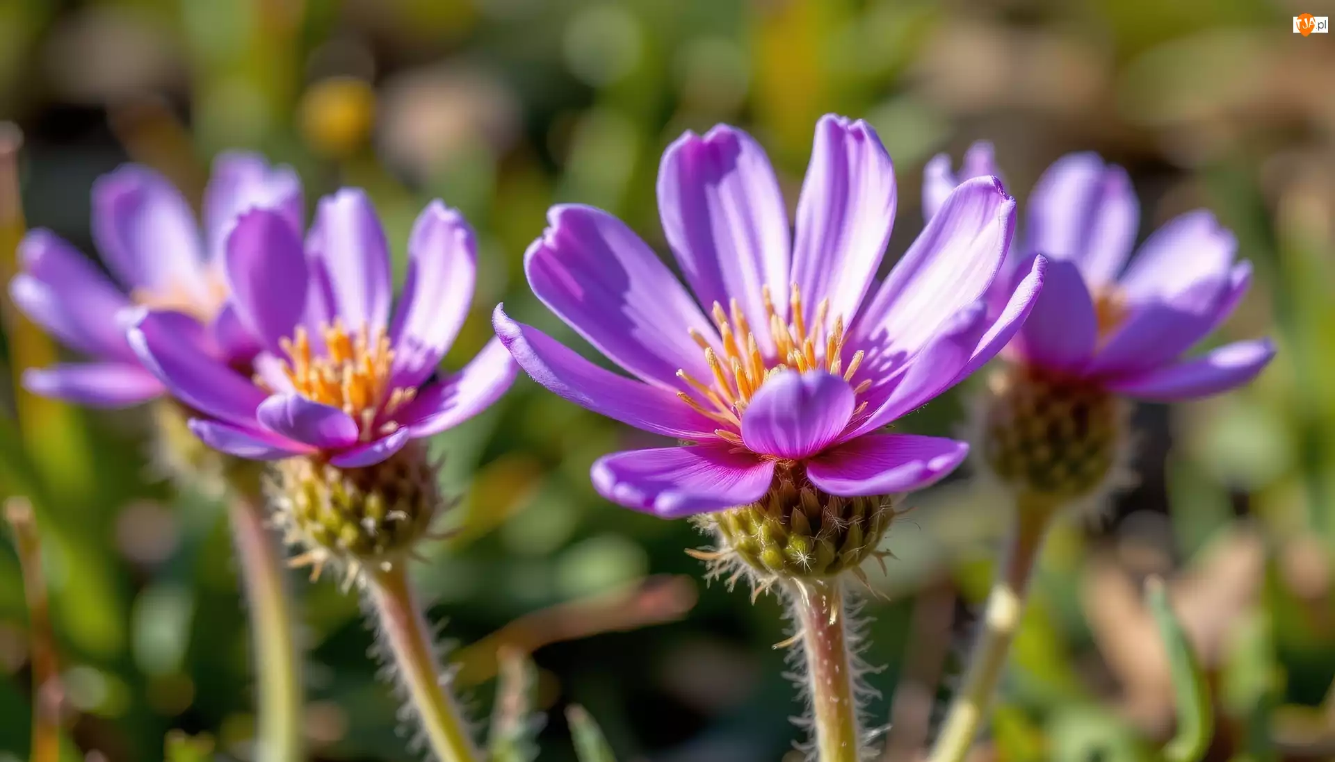 Rozkwitające, Fioletowe, Kwiaty