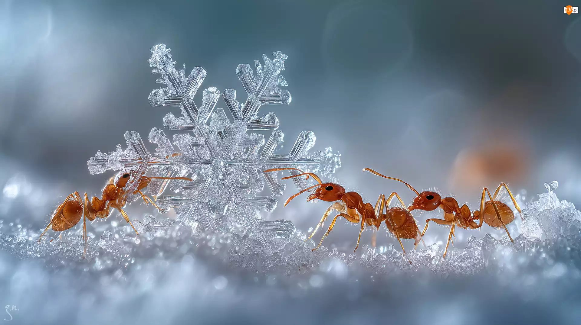 Śnieg, AI, Mrówki, Śnieżynka, Grafika