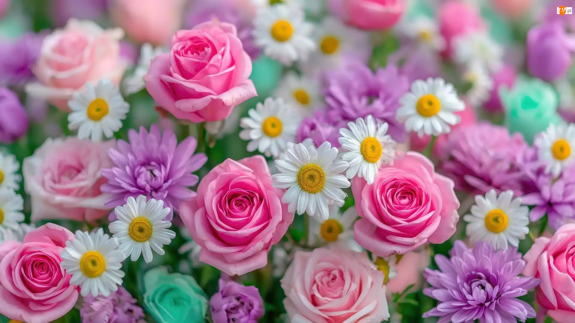 Różowe, Róże, Astry, Kwiaty, Fioletowe, Stokrotki, Białe