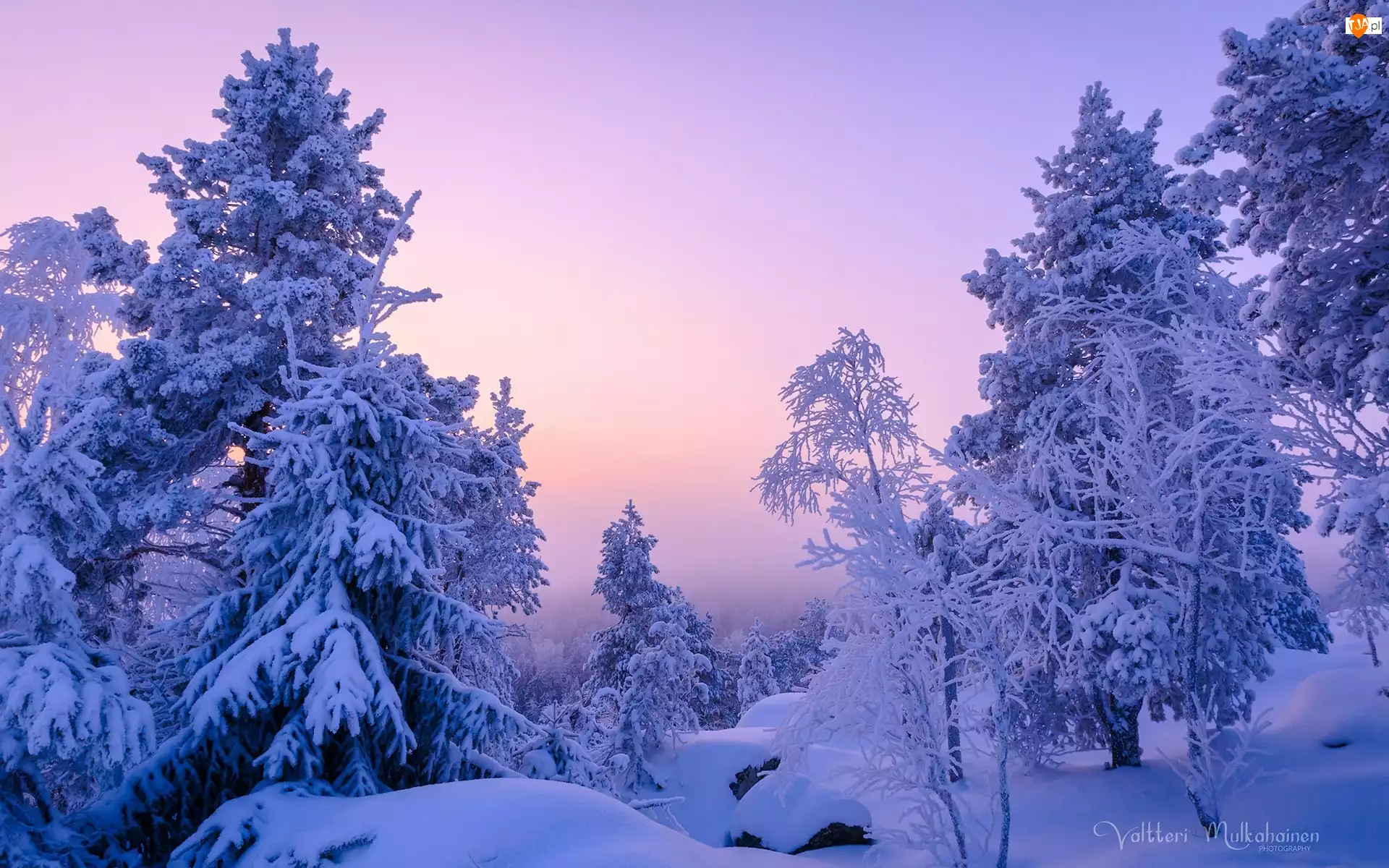 Drzewa, Zima, Gałęzie, Zaspy, Krzewy, Ośnieżone