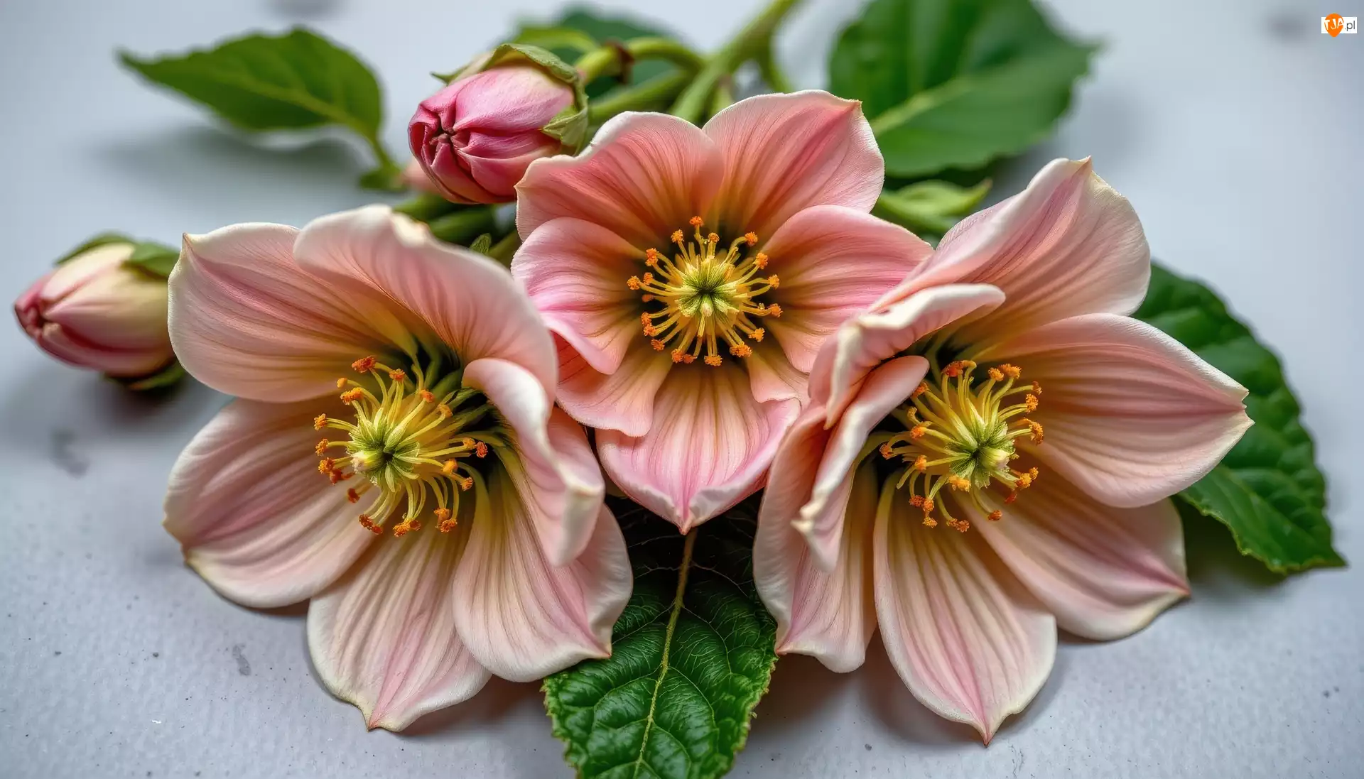 Grafika AI, Kwiaty, Pręciki, Liście