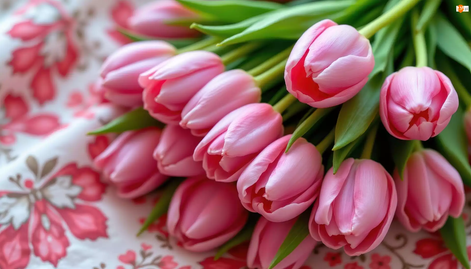 Tulipany, Różowe, Nierozkwitnięte