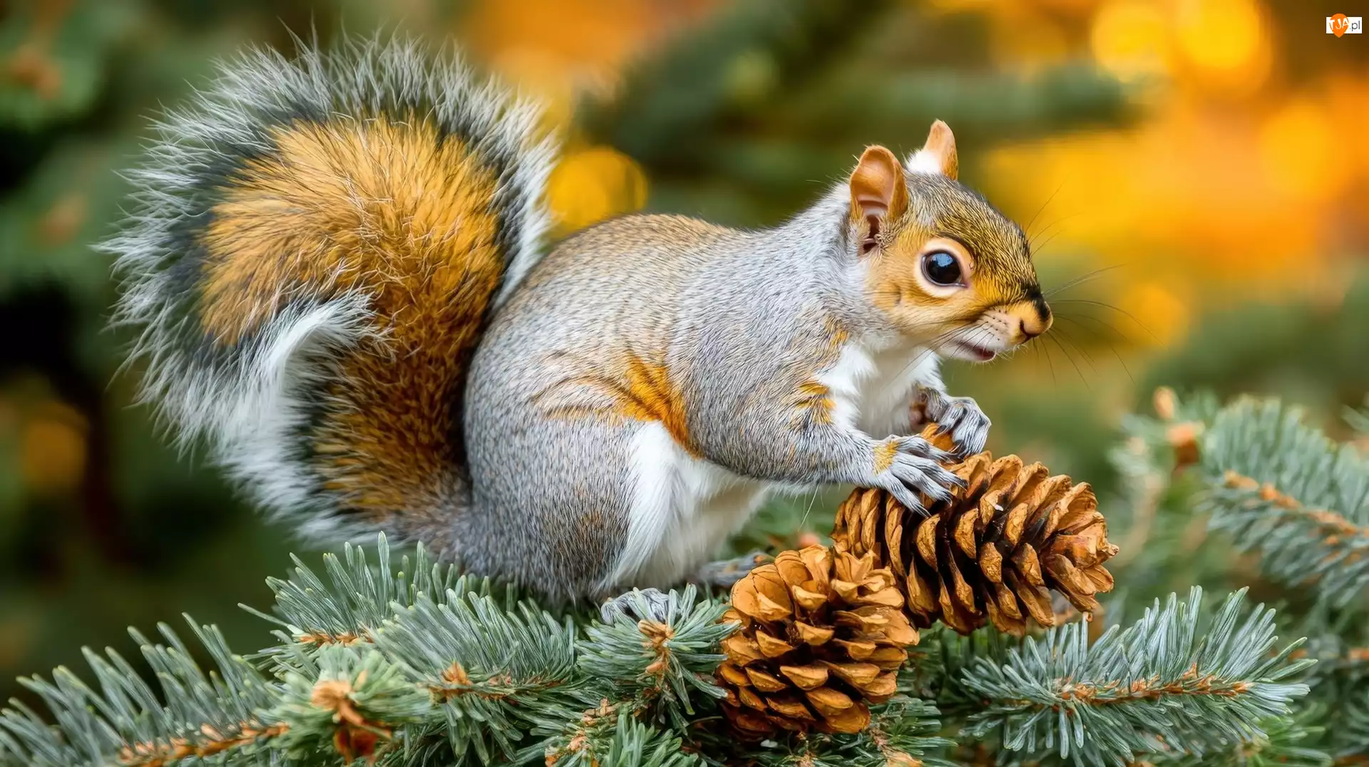 Szyszki, Wiewiórka, Gałązki