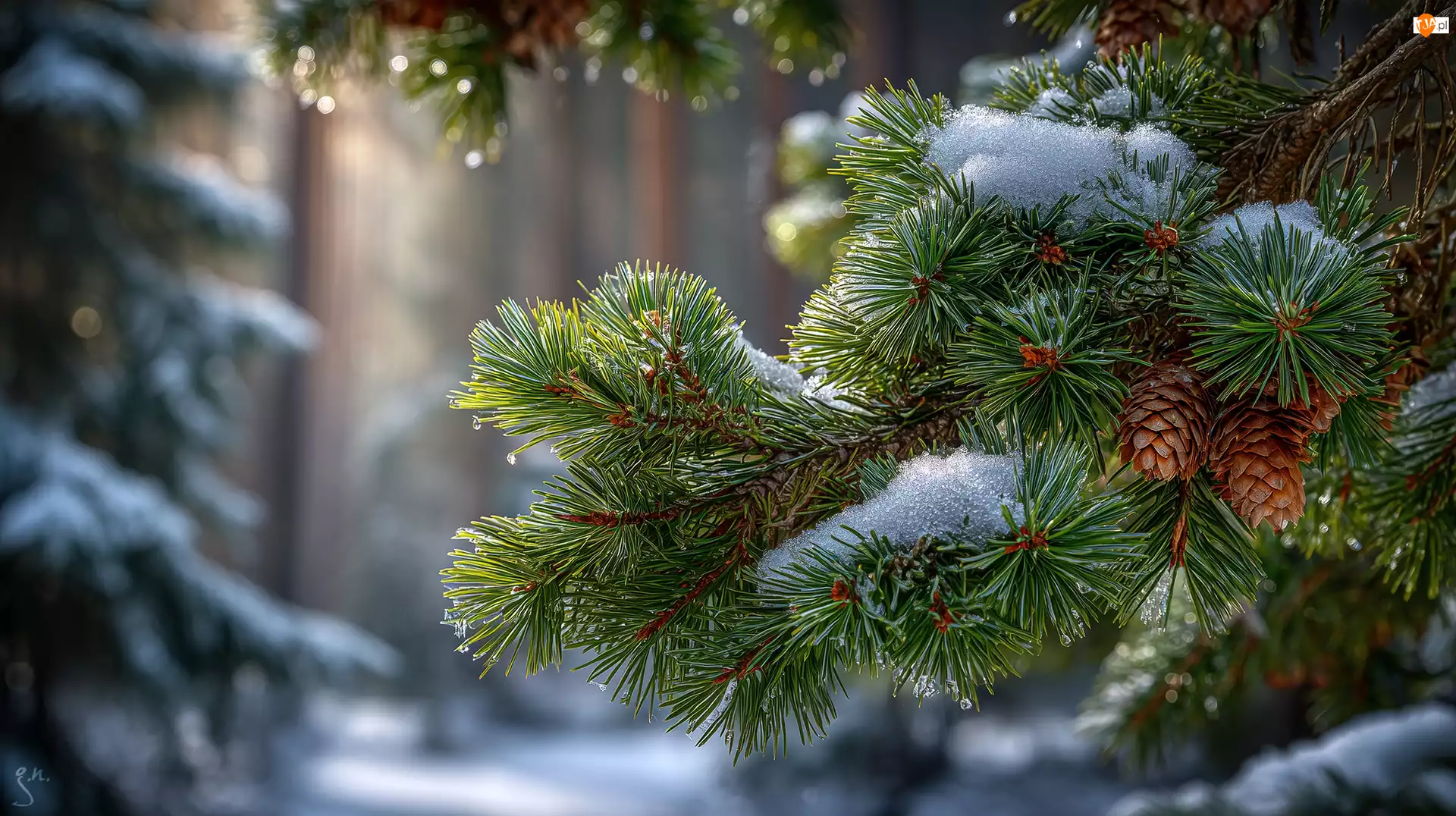 Świerk, Gałąź, Szyszki, Grafika AI, Śnieg, Zima