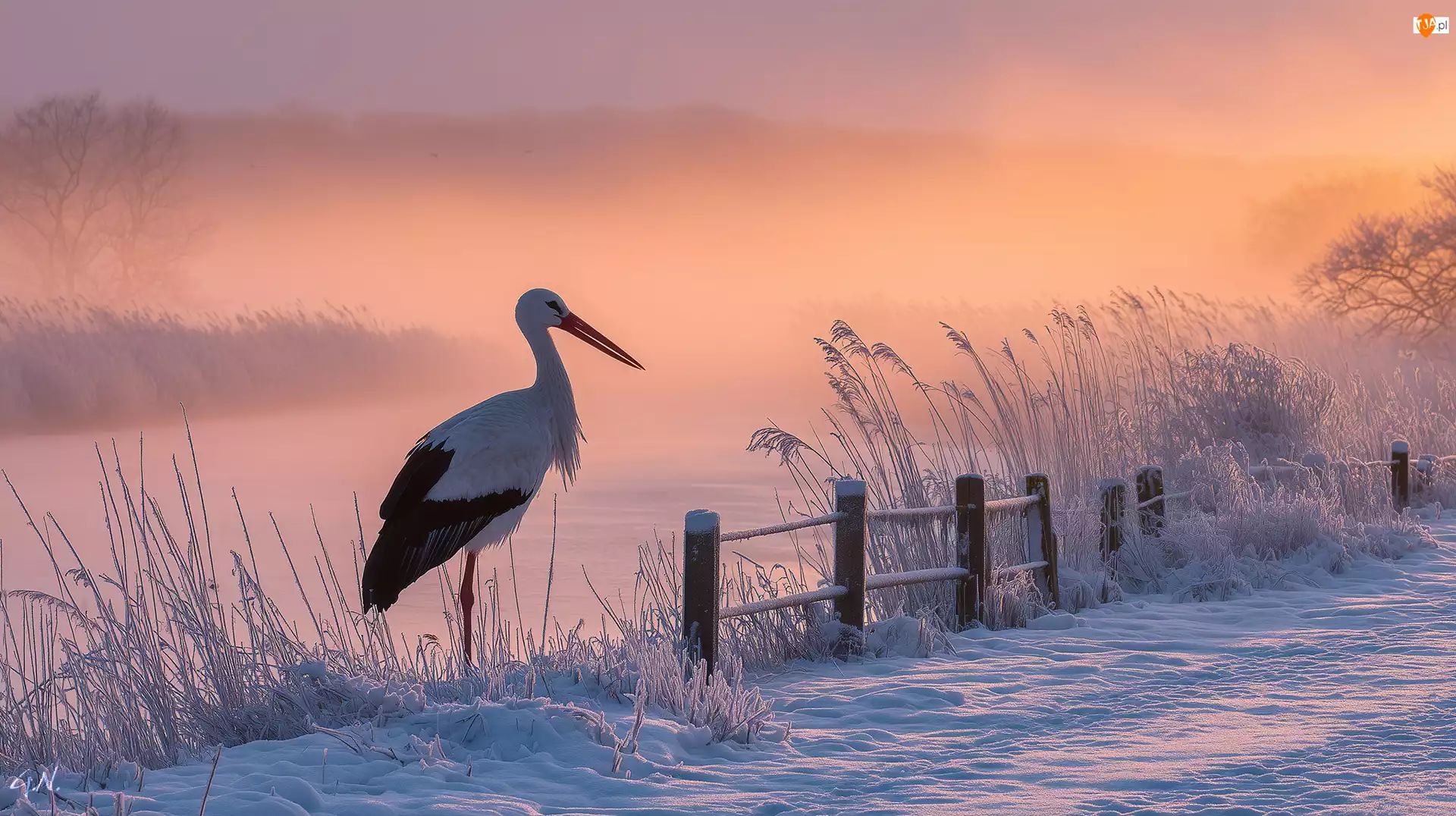 Trawy, Bocian biały, Zima, Grafika AI, Zarośla, Płot