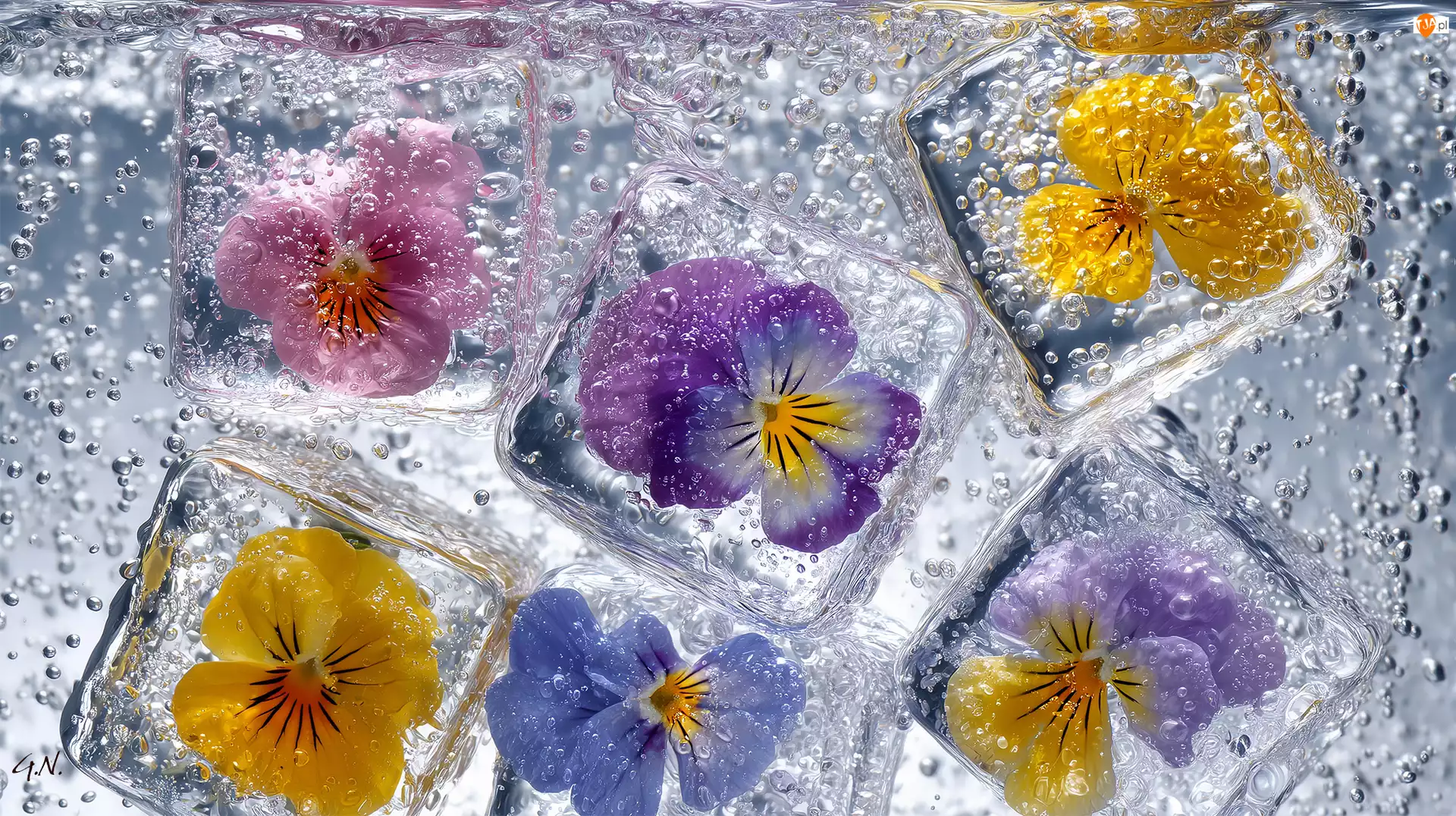 Kostki, Grafika AI, Bratki, Kwiaty, Lodu