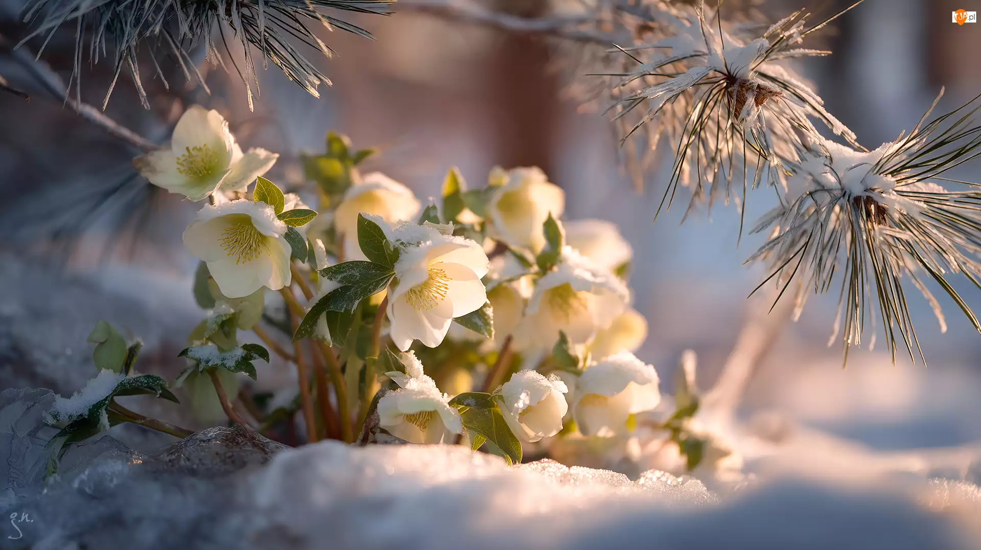 Śnieg, Grafika AI, Ciemierniki, Białe, Sosna