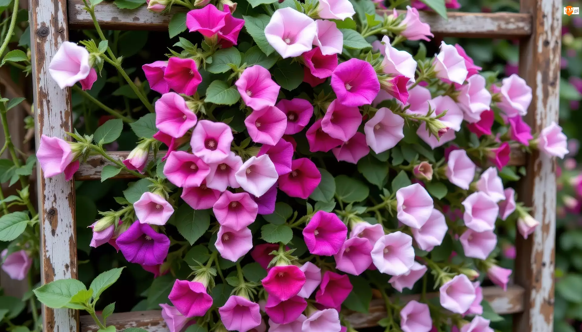 Powój, Różowe, Fioletowe, Kwiaty