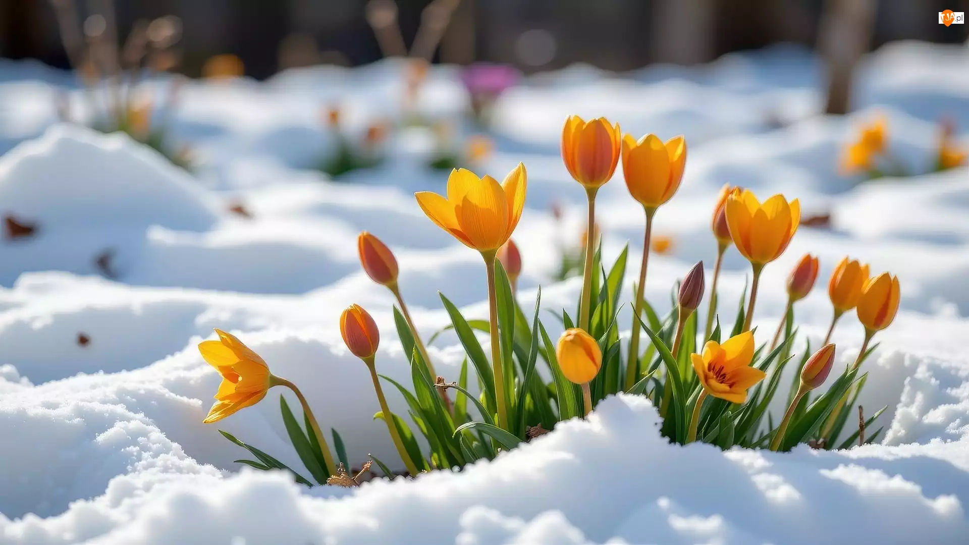 Żółte, Dzikie tulipany, Śnieg, Zima, Kwiaty