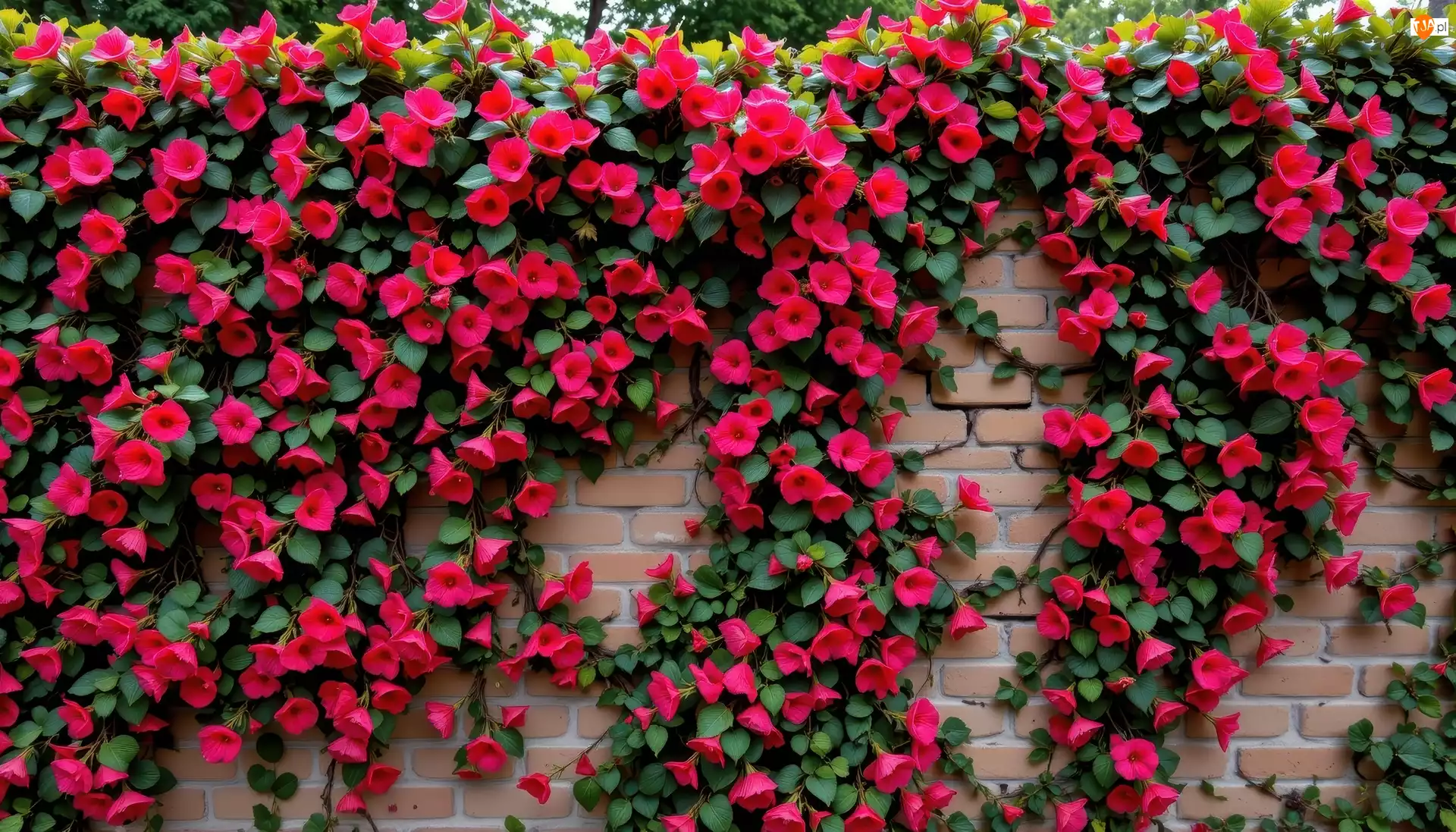 Cegły, Mur, Pnące, Grafika AI, Kwiaty, Czerwone