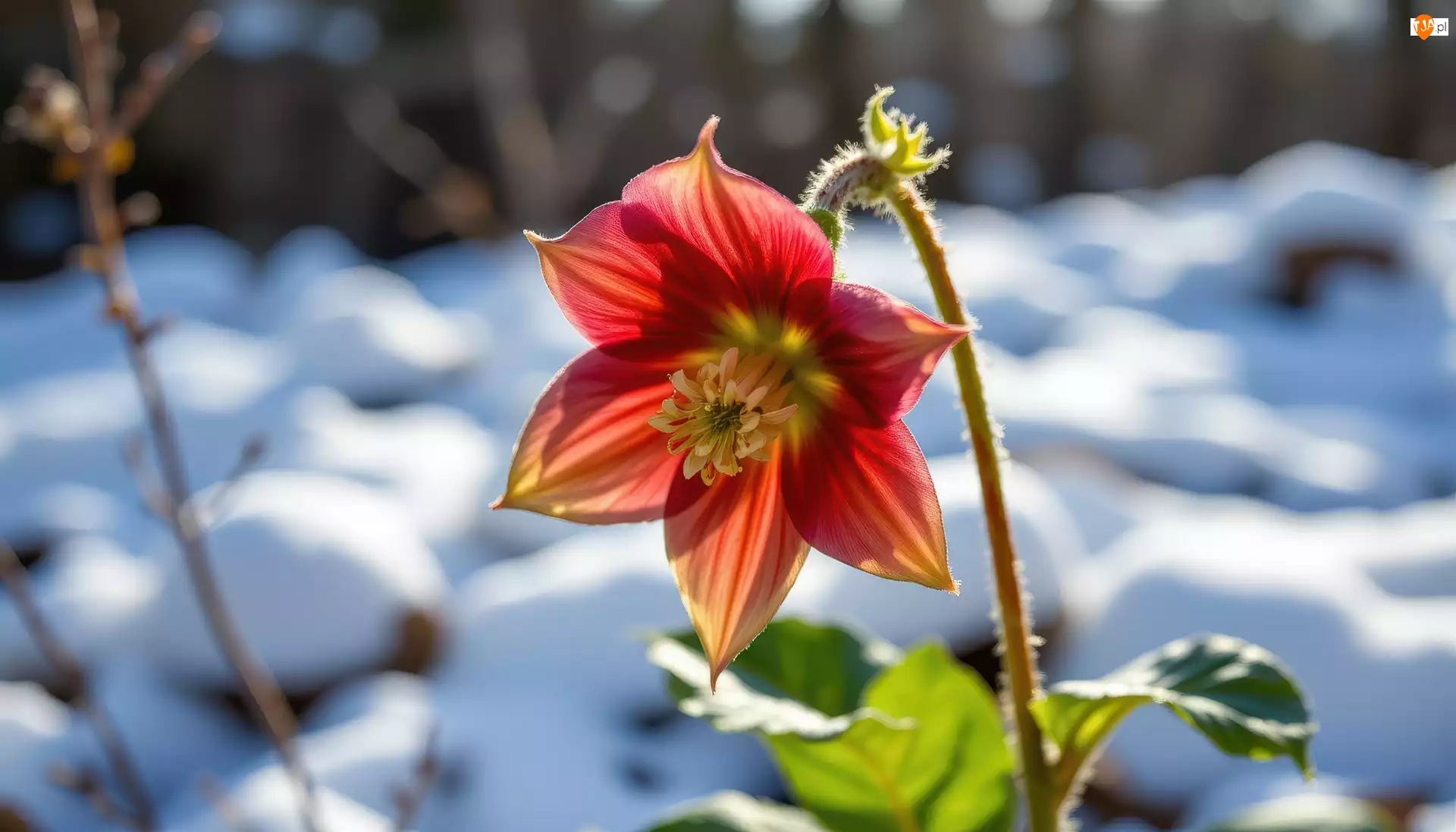 Liście, Grafika AI, Ciemiernik, Kwiat, Śnieg