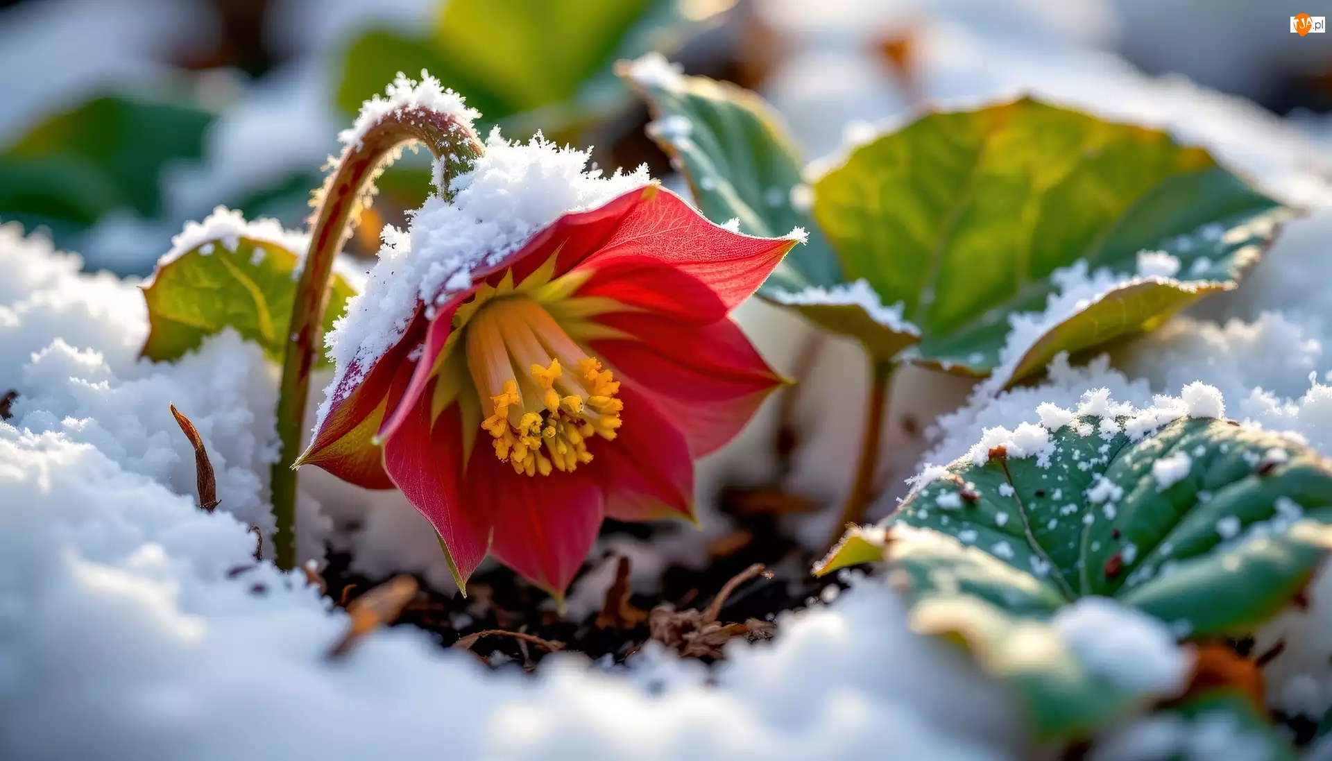 Liście, Grafika AI, Czerwony, Kwiat, Śnieg