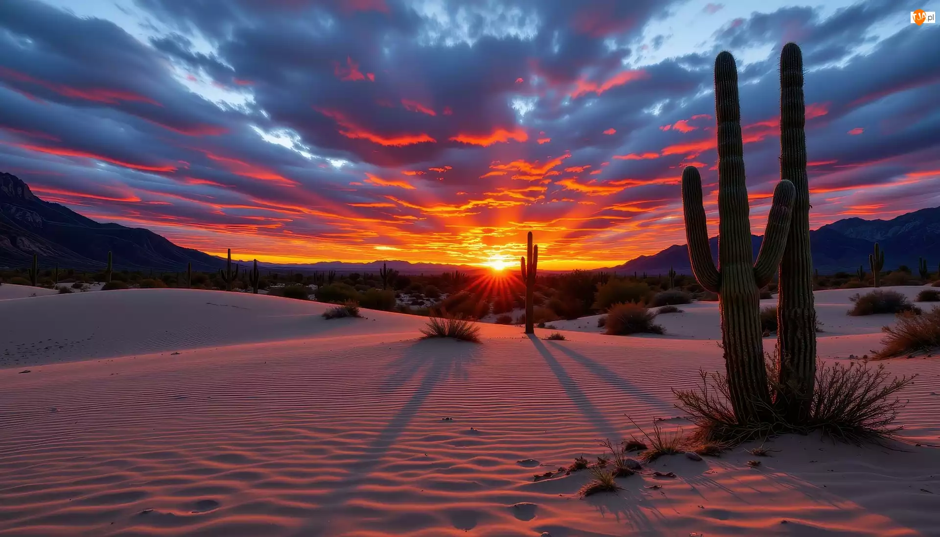 Grafika AI, Pustynia, Kaktusy, Zachód słońca