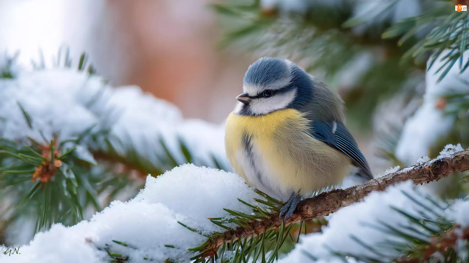 Grafika, Sikora modraszka, Świerk, Śnieg