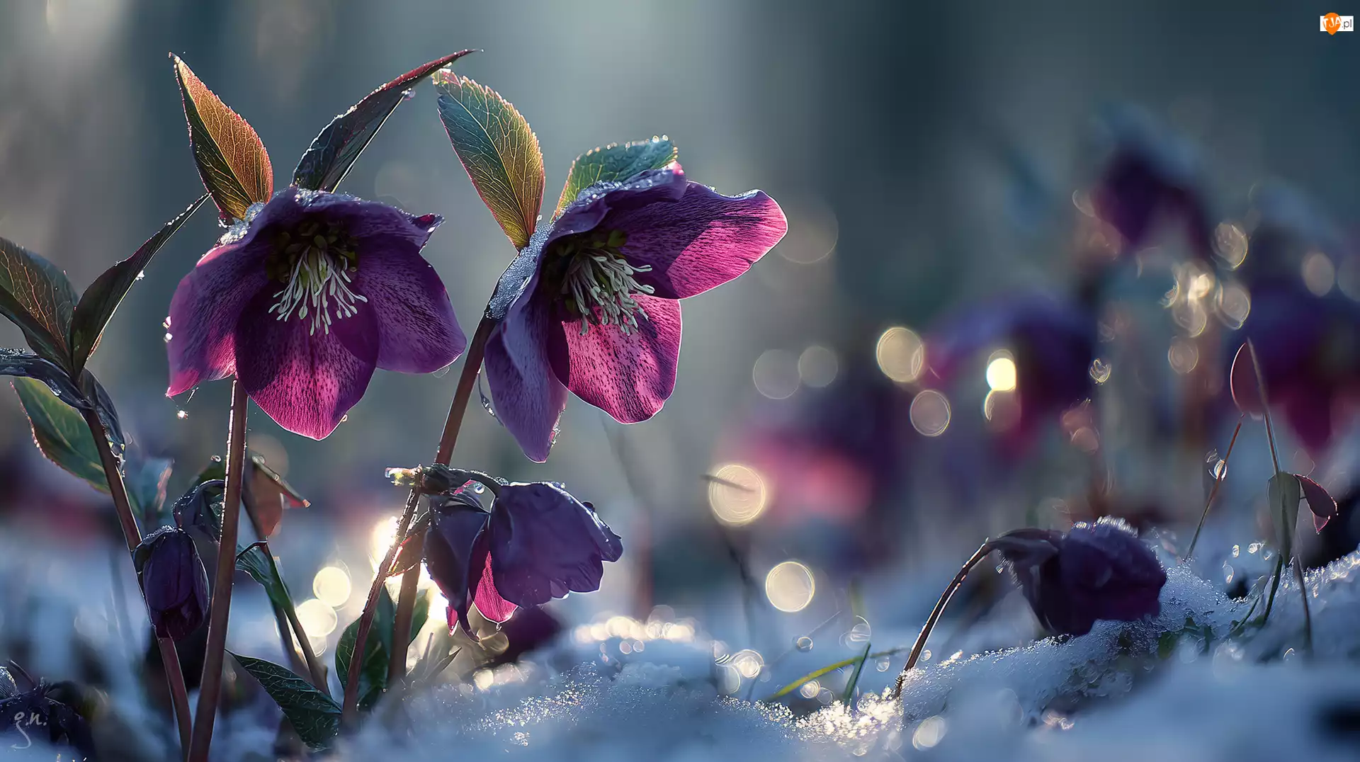 Grafika AI, Bordowe, Ciemierniki, Śnieg