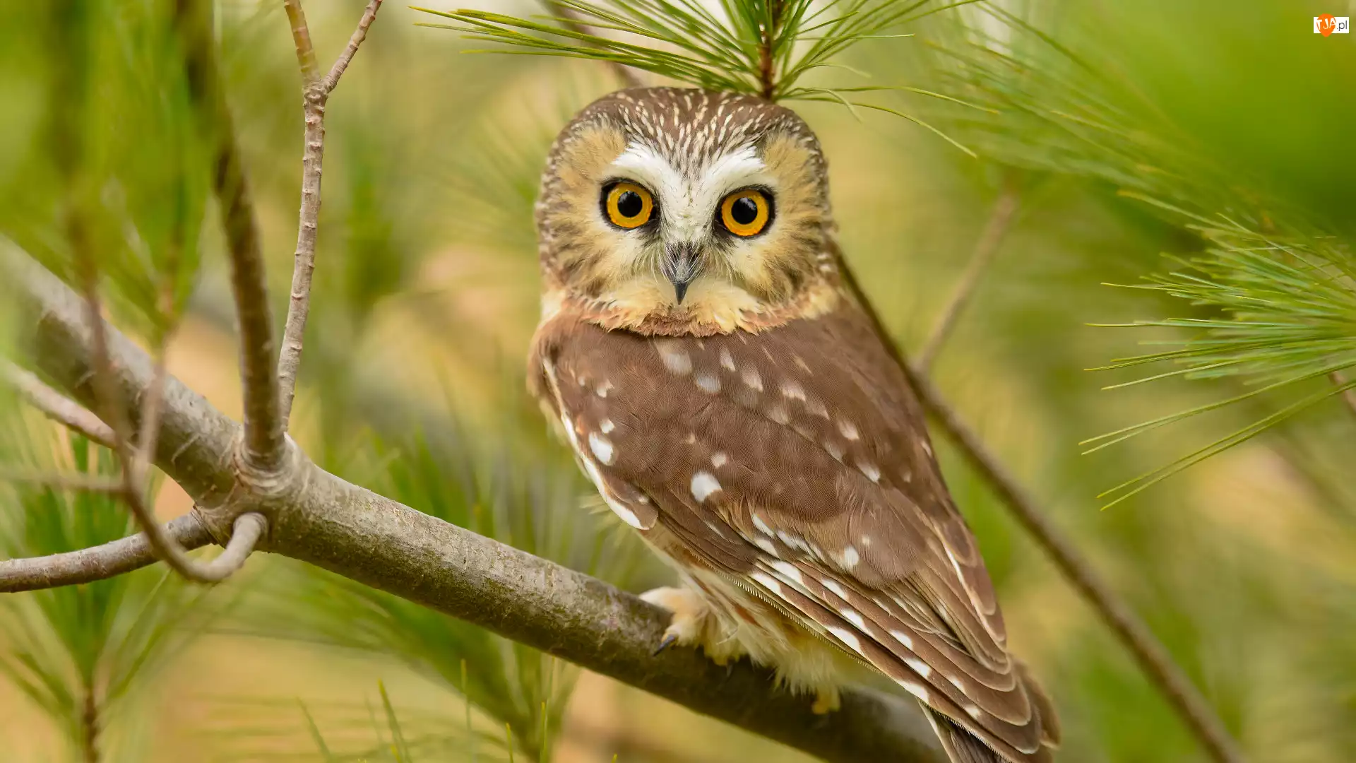 Sosna, Sowa, Włochatka mała, Gałązki