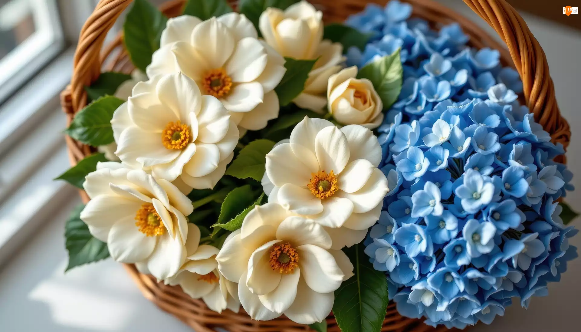 Kamelie, Kwiaty, Niebieskie, AI, Hortensje, Koszyk