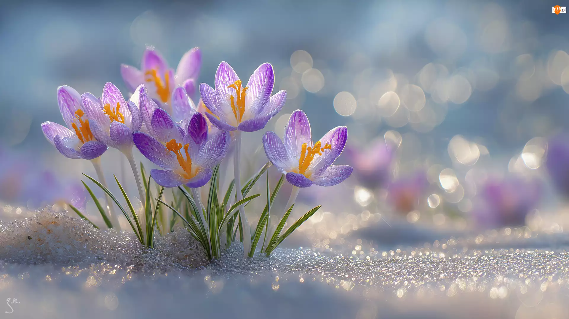 Kępka, Kwiaty, Krokusy, Grafika AI, Fioletowe, Śnieg