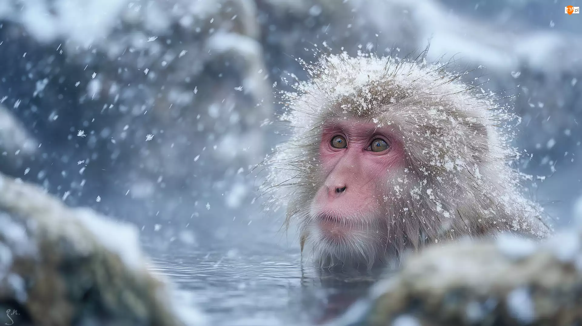 Kąpiel, Grafika AI, Makak japoński, Małpa, Zima