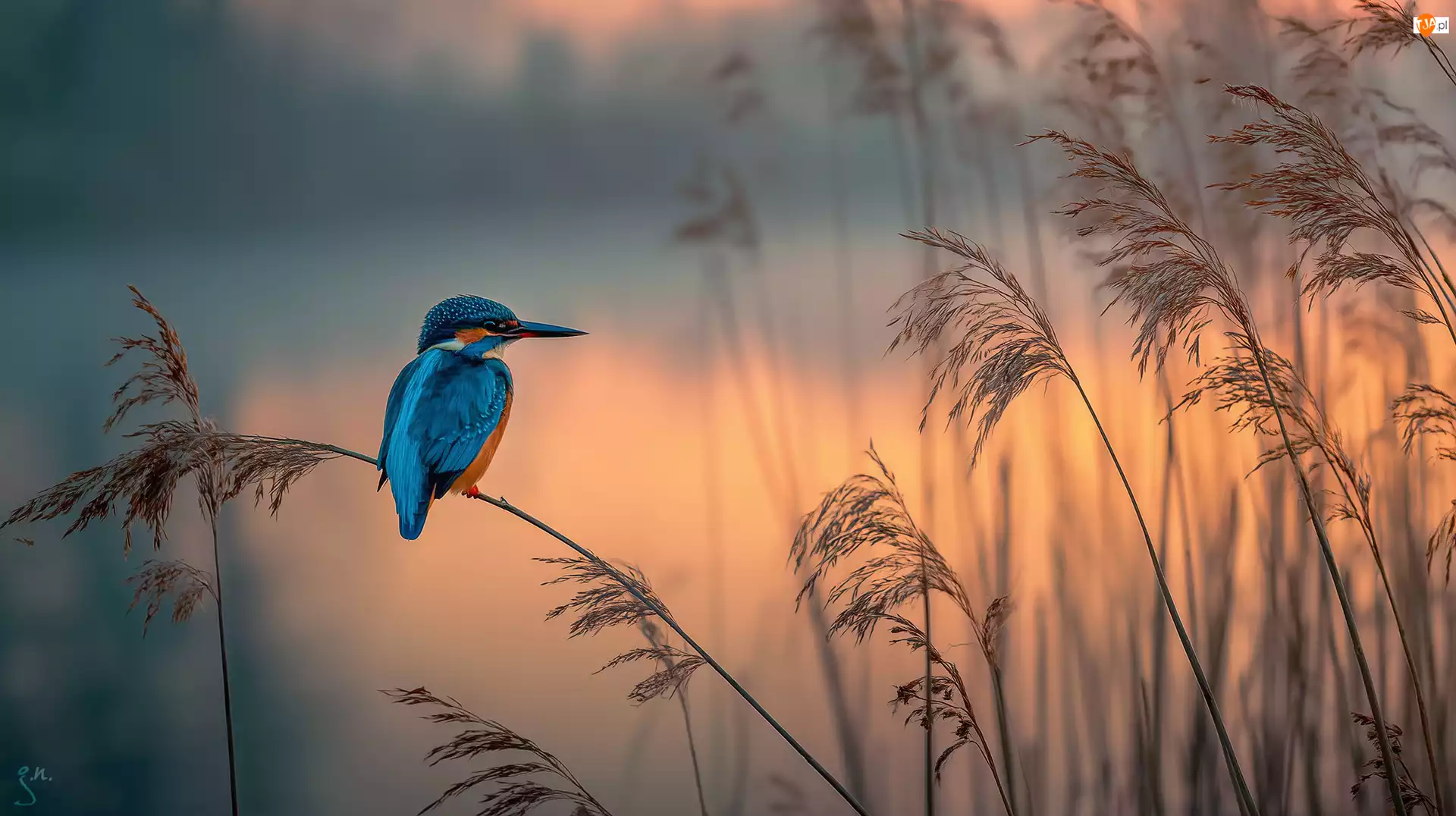 Grafika AI, Zimorodek, Trawy