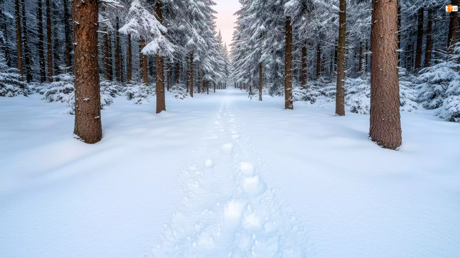Drzewa, Zima, Iglasty, Ślady, Las, Śnieg