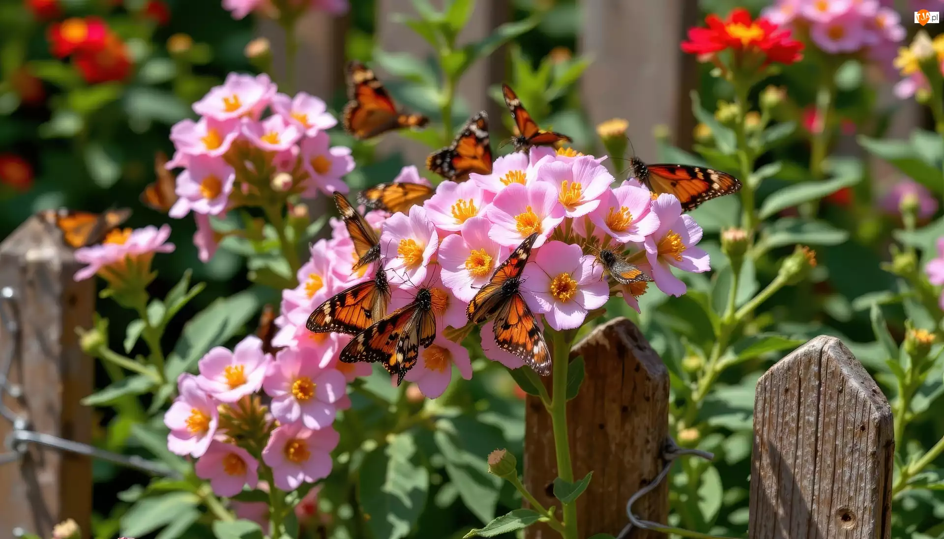 Ogród, Motyle, Kwiaty, Płot