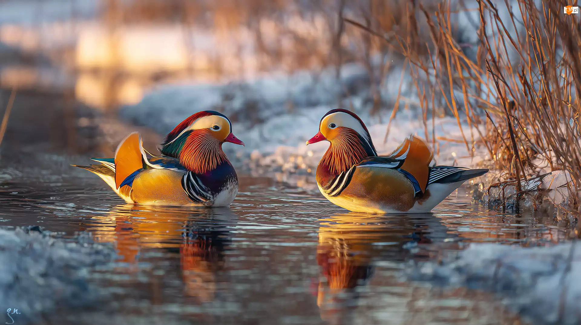 Mandarynki, Kaczki, Zima, Grafika ai, Staw, Zarośla