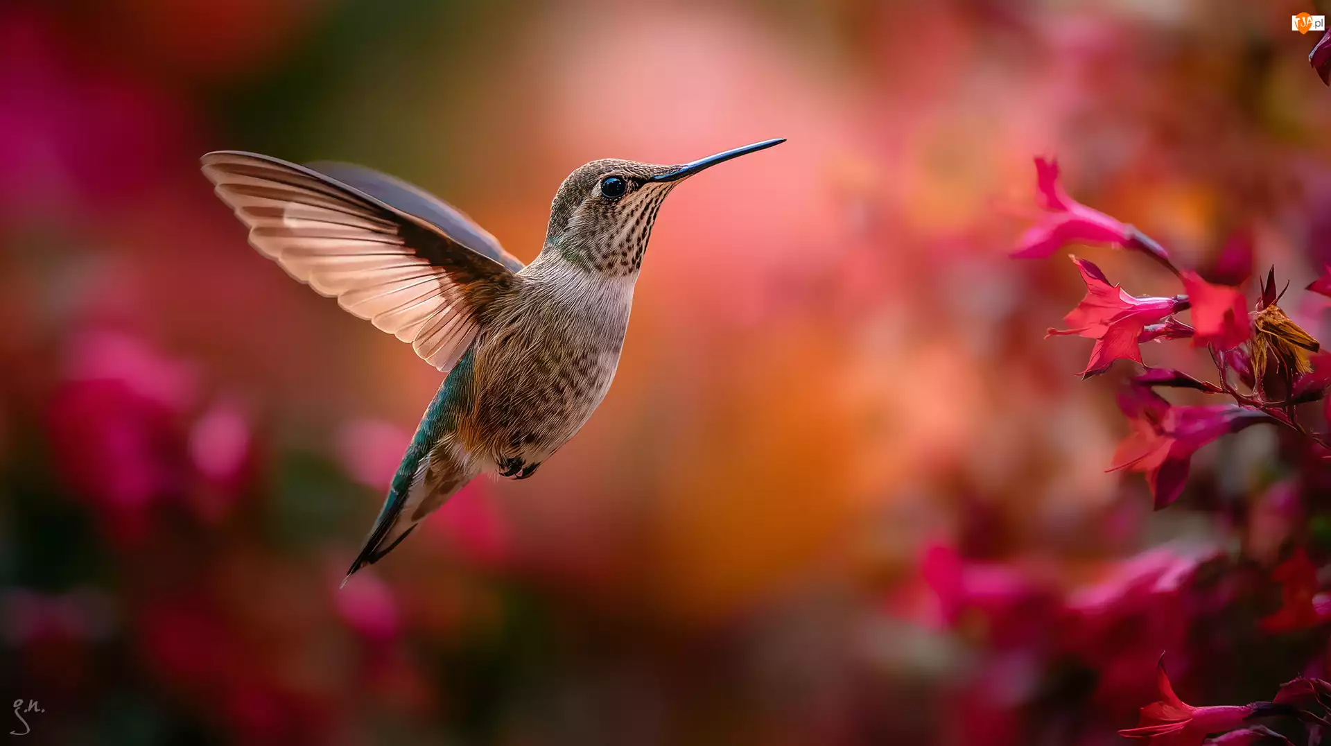 Grafika AI, Koliber, Ptak, Kwiaty