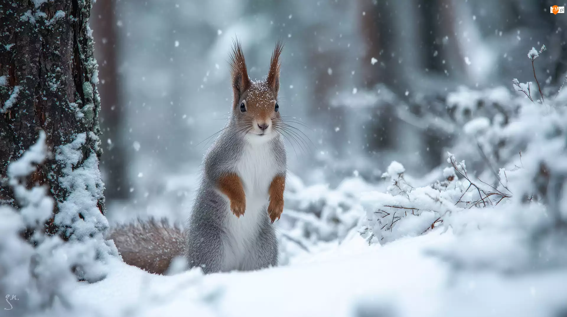 Grafika AI, Wiewiórka, Zima, Śnieg