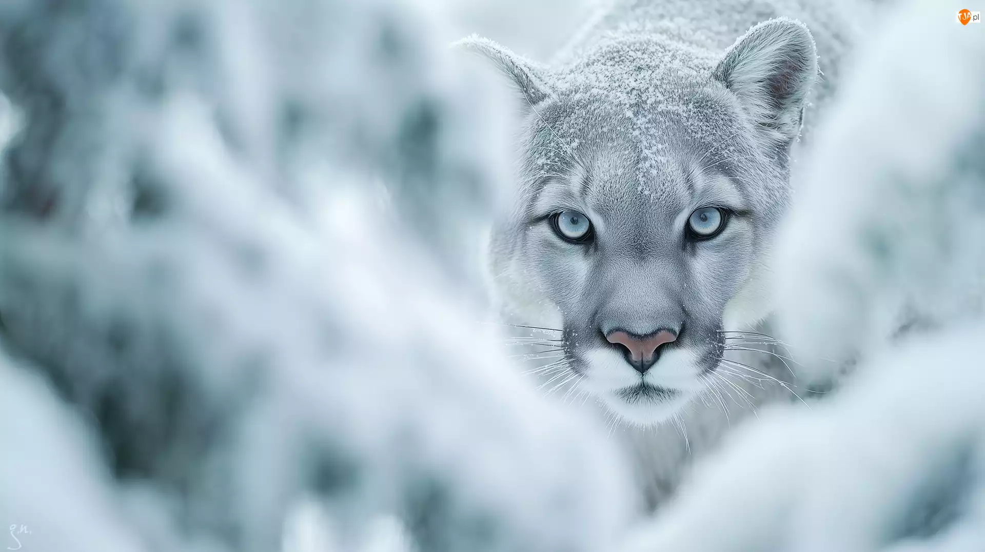 Niebieskie, Puma, Głowa, Grafika AI, Oczy, Zima