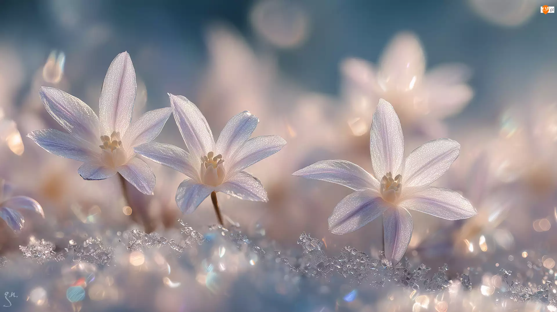 Kwiaty, Białe, Śnieg, Grafika AI, Śniedek baldaszkowaty, Zima