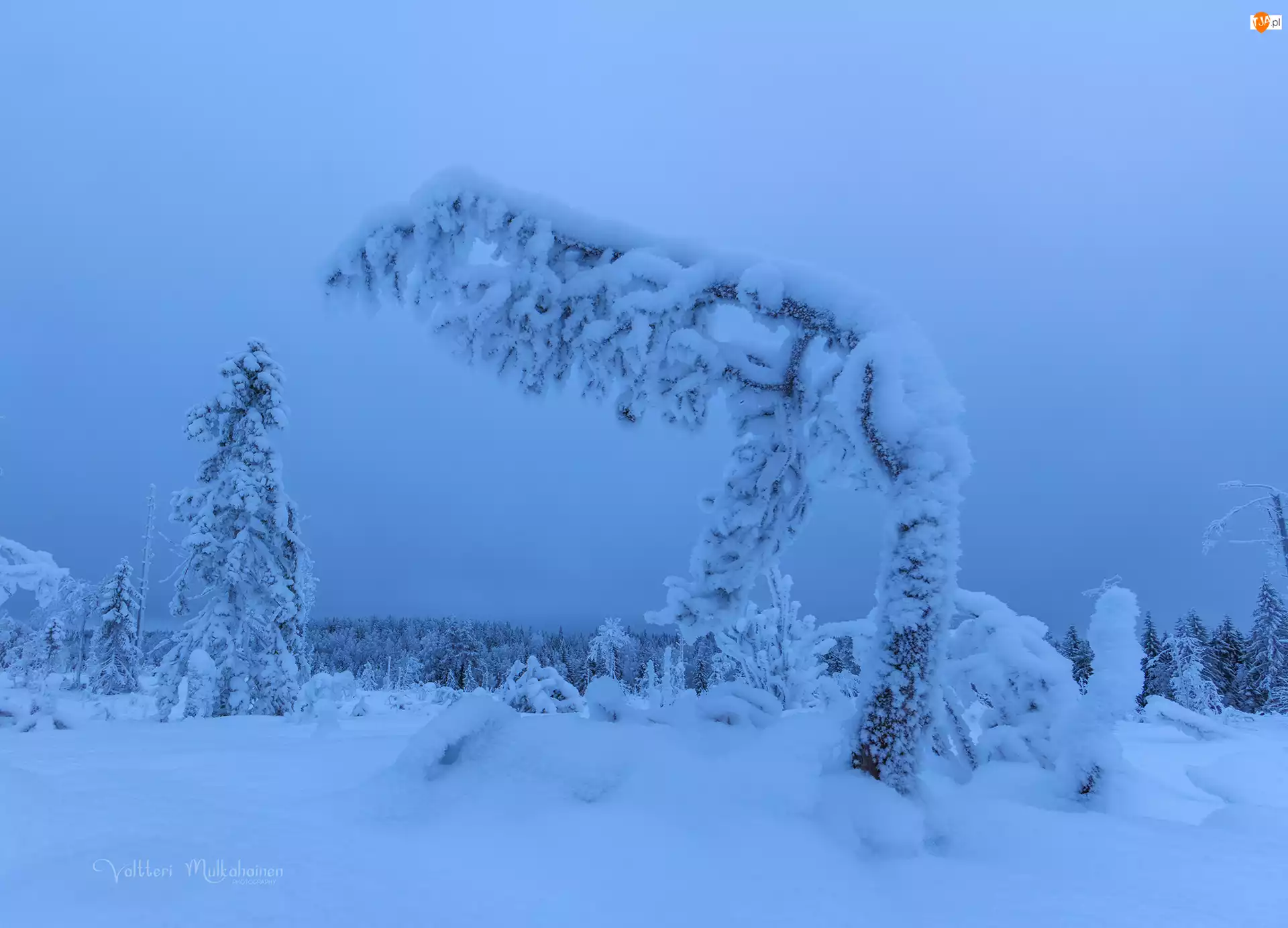 Zaśnieżone, Zaspy, Las, Zima, Drzewa