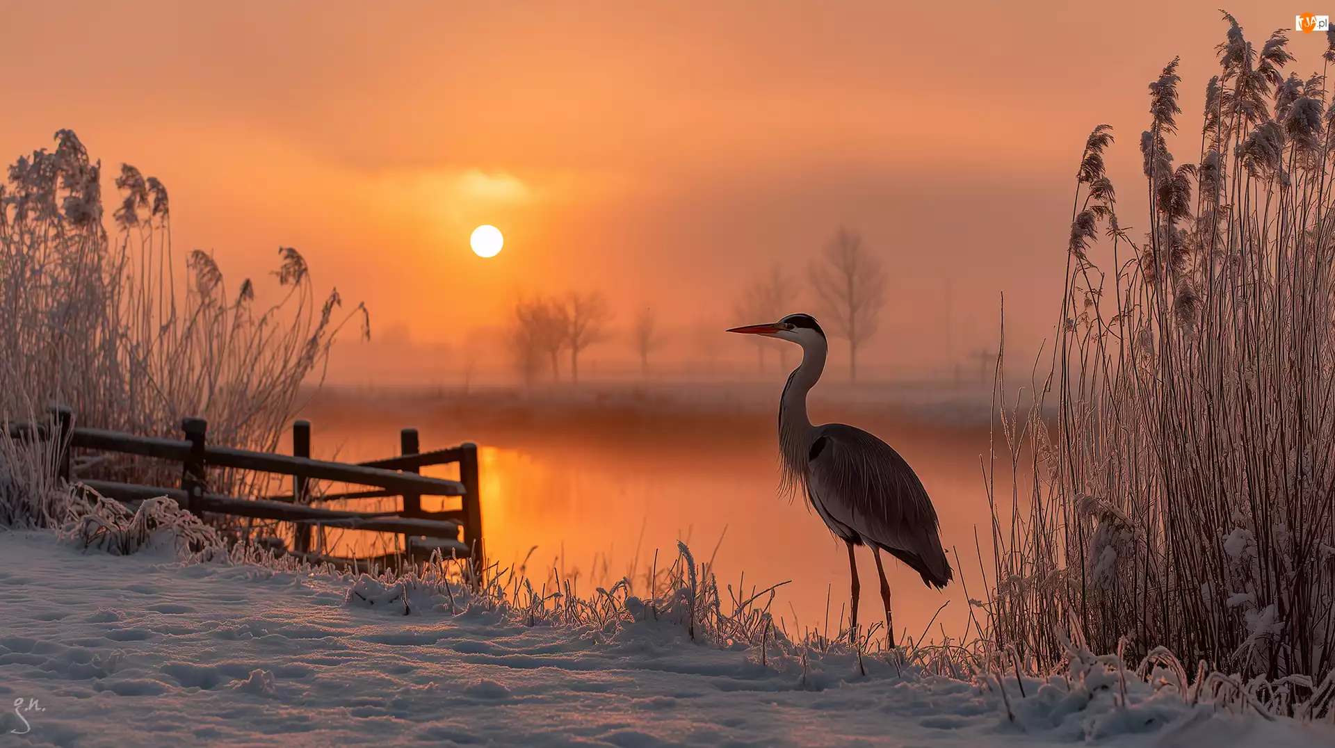 Jezioro, Szuwary, Grafika AI, Czapla, Zachód słońca, Zima, Trzciny