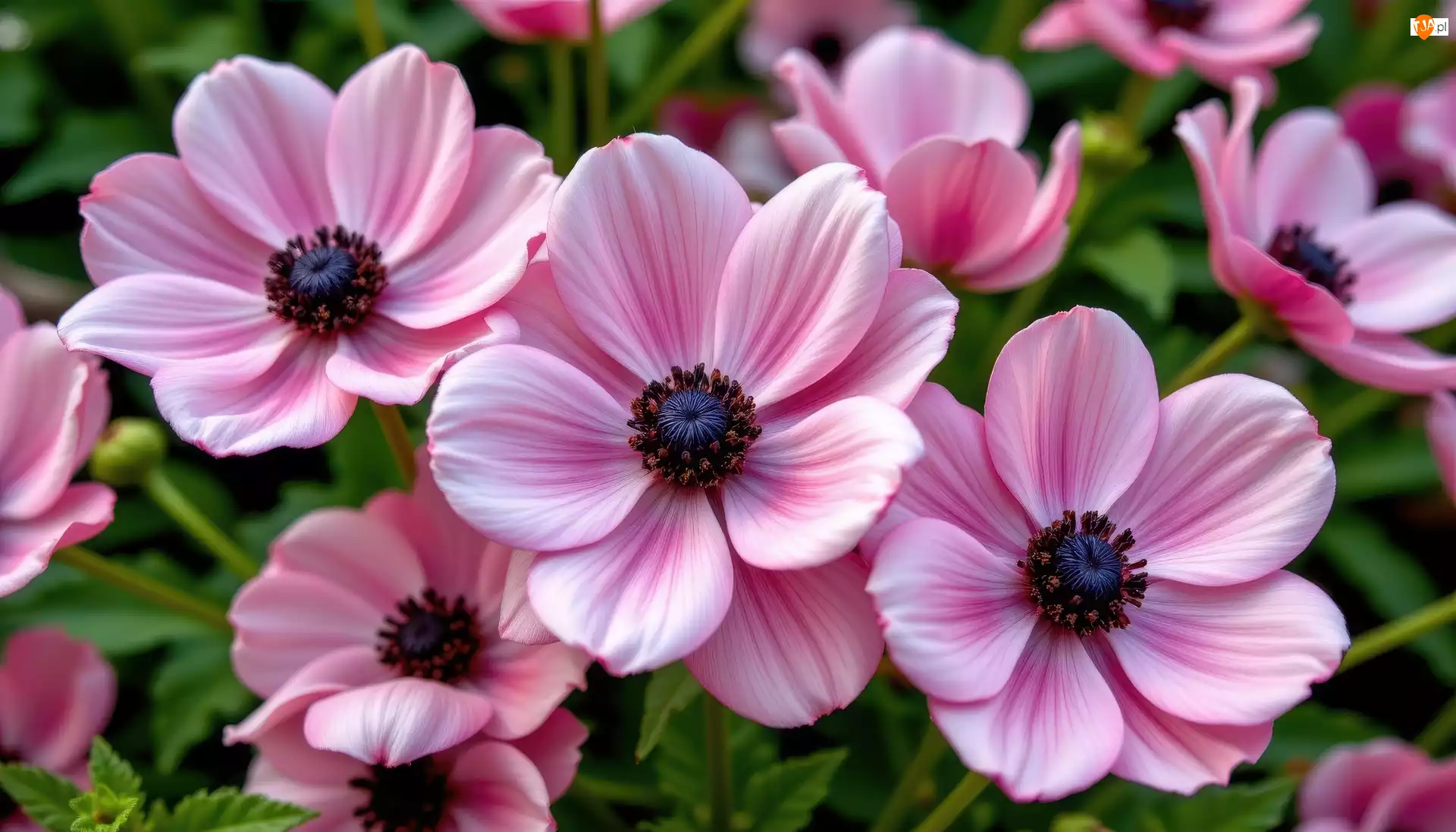 Zbliżenie, Różowe, Kwiaty, Zawilce