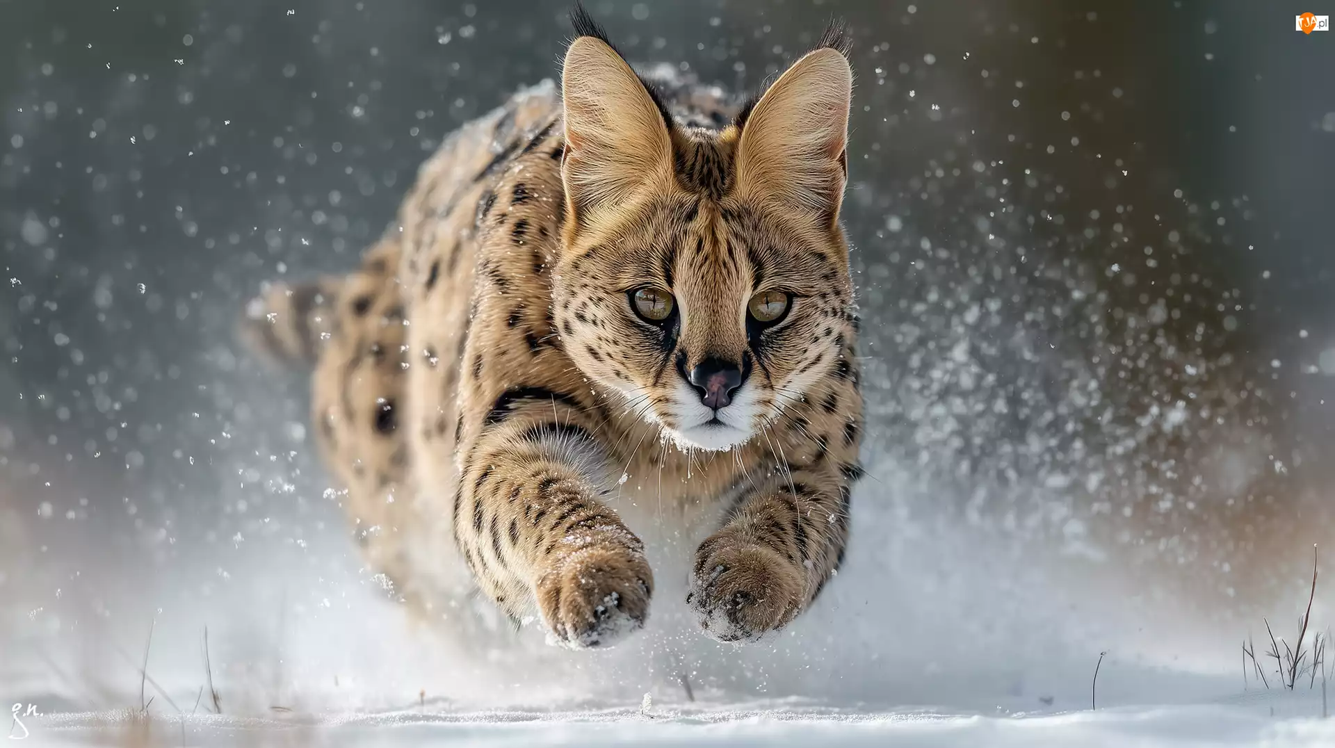 Grafika AI, Serwal, Śnieg