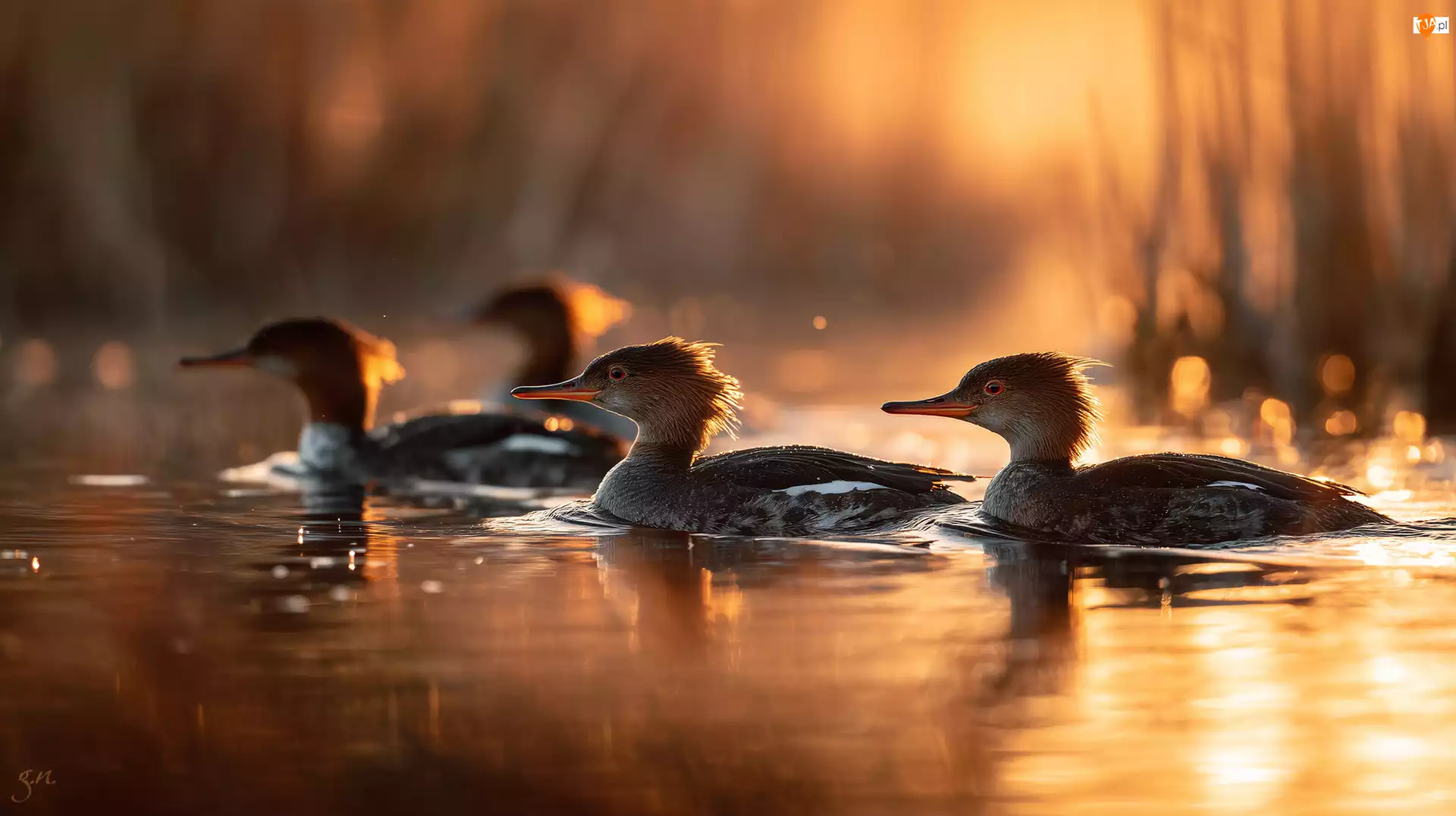 Woda, Kaczki, Ptaki, Nurogęsi, Grafika AI