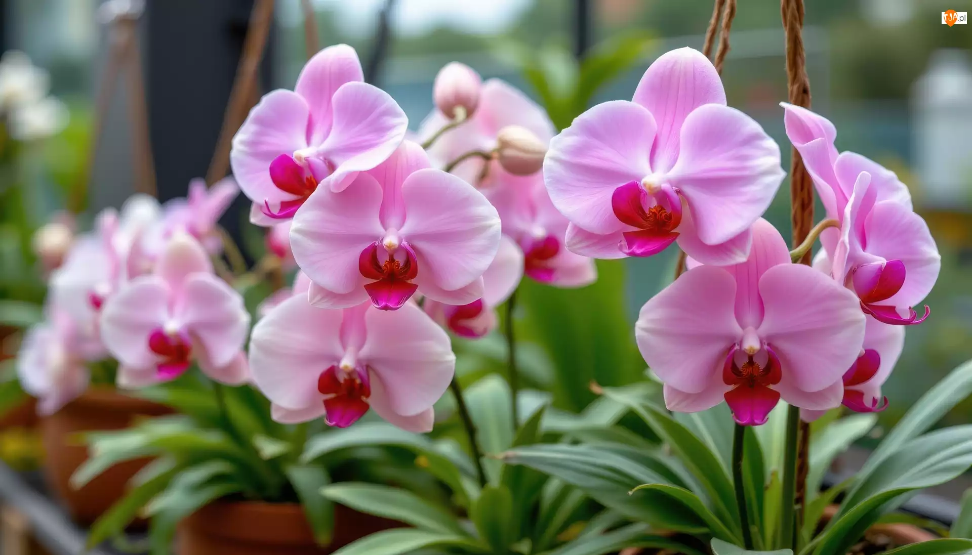 Liście, Storczyki, Różowe