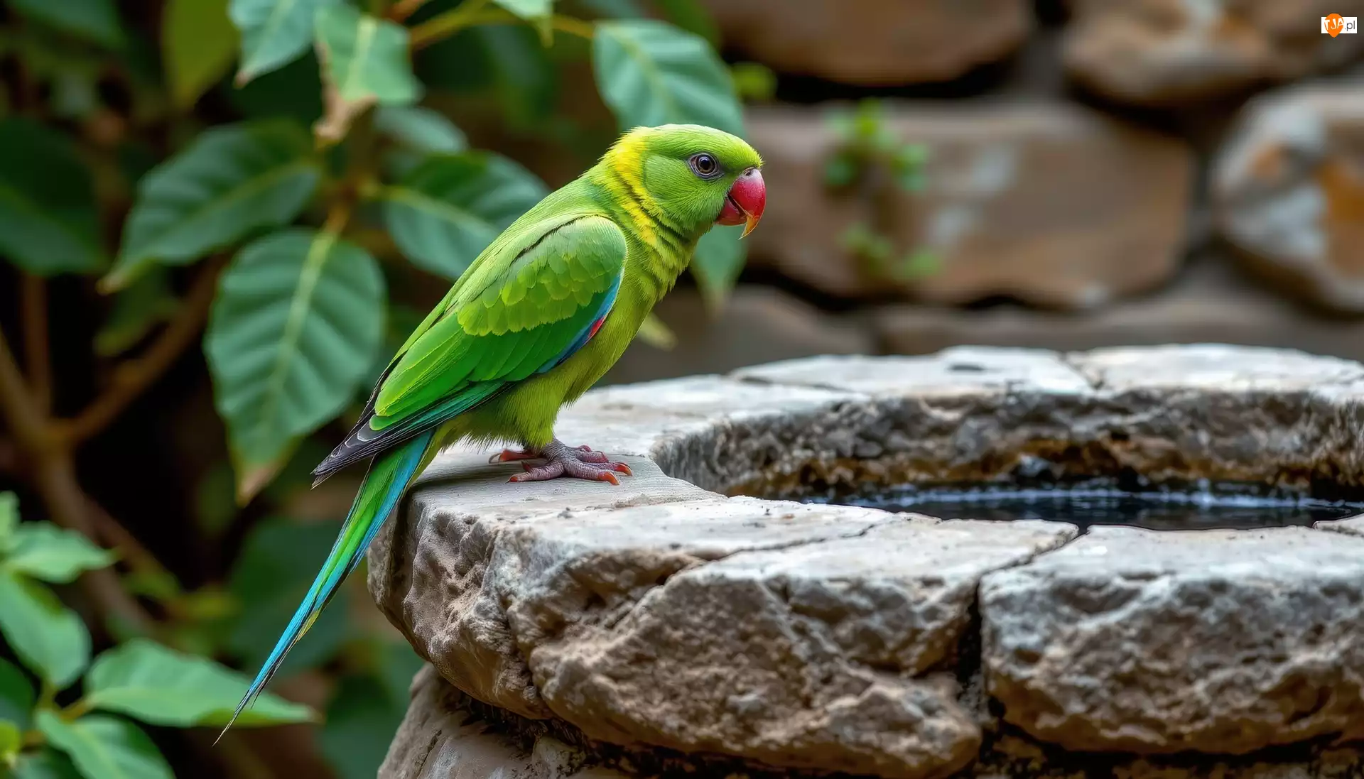 Zielona, Papuga, Kamienne, Grafika AI, Ptak, Poidło