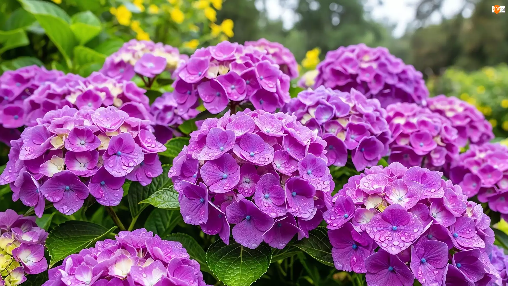 Hortensje, Kwiaty, Mokre