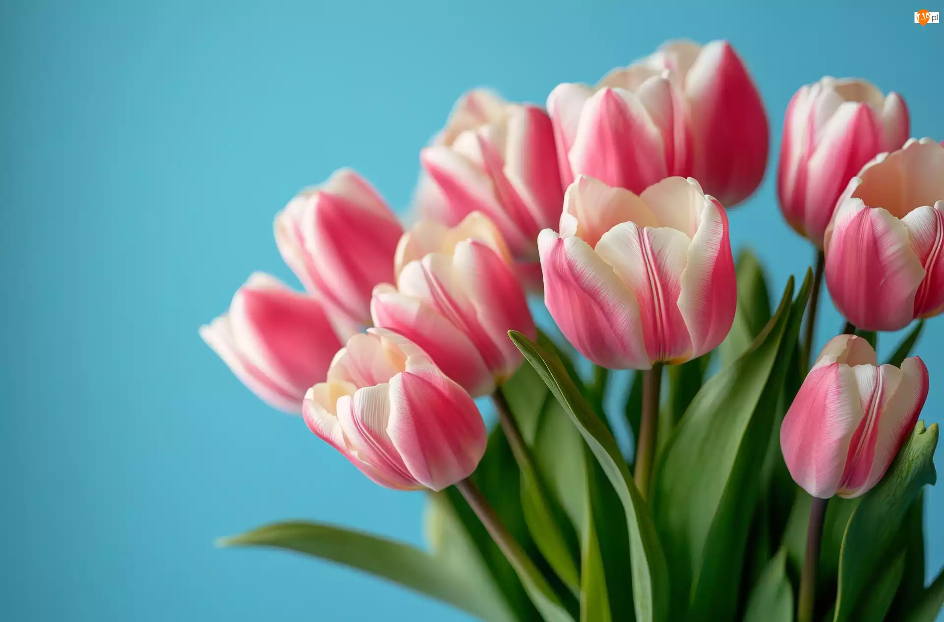 Tulipany, Niebieskie tło, Biało-różowe, Kwiaty, Bukiet