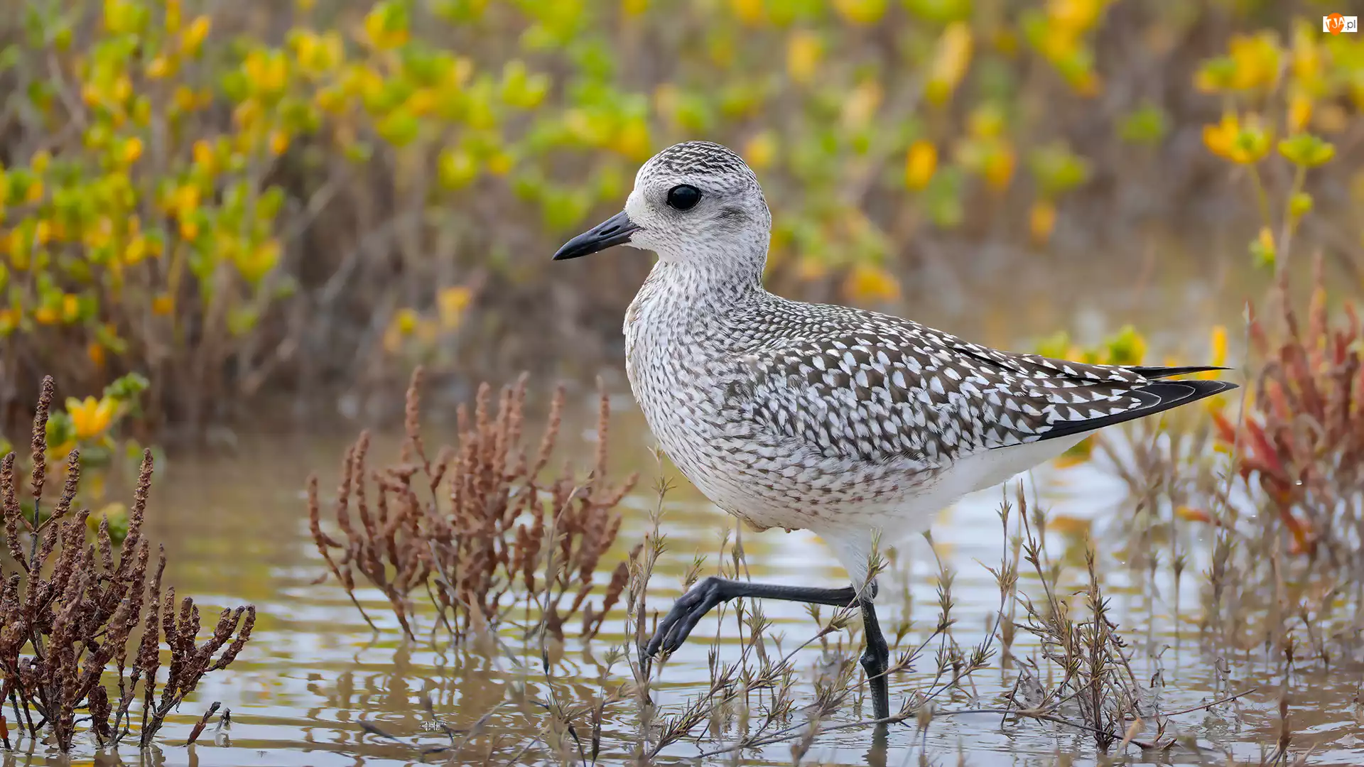 Rośliny, Ptak, Siewnica, Woda