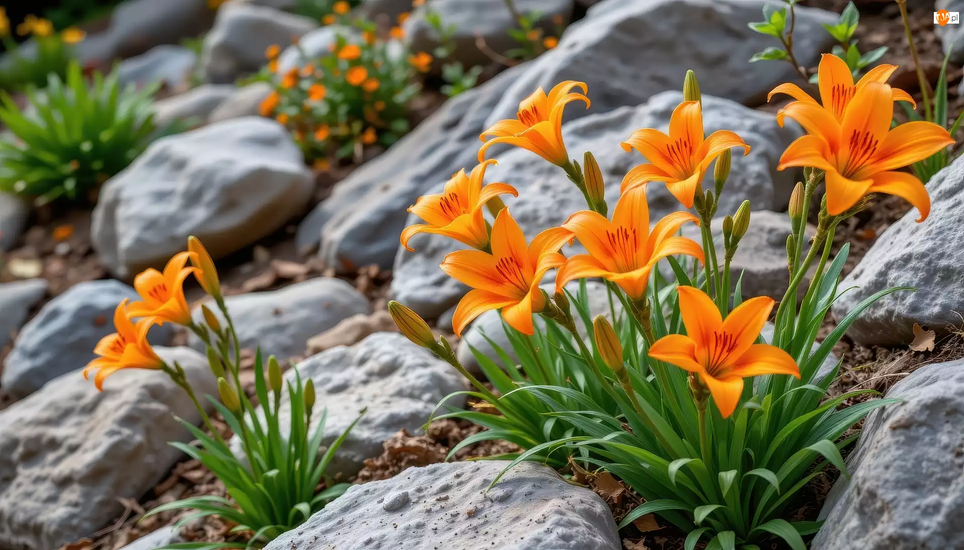 Lilie, Grafika AI, Pomarańczowe, Kwiaty, Kamienie