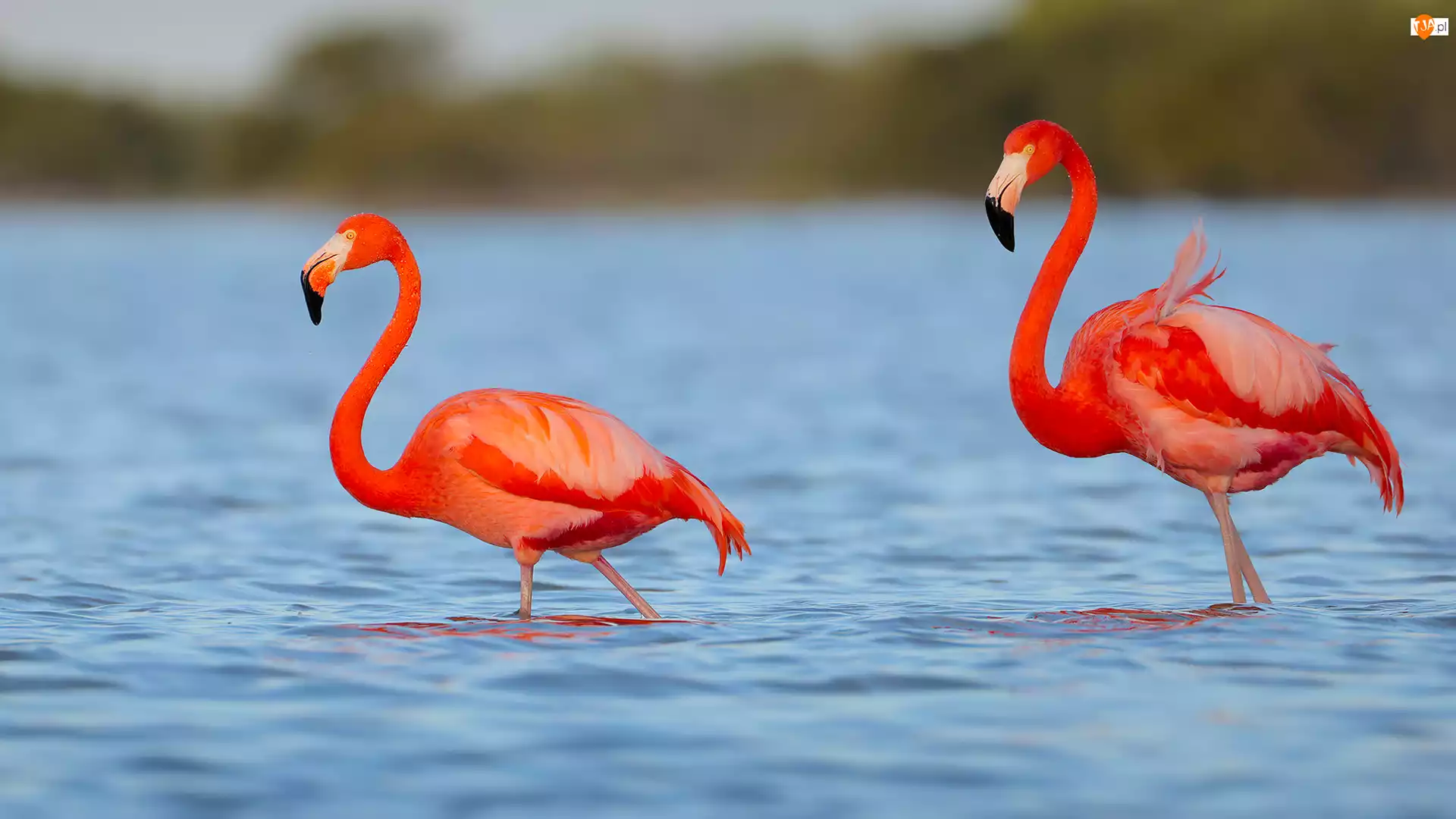 Jezioro, Dwa, Flamingi