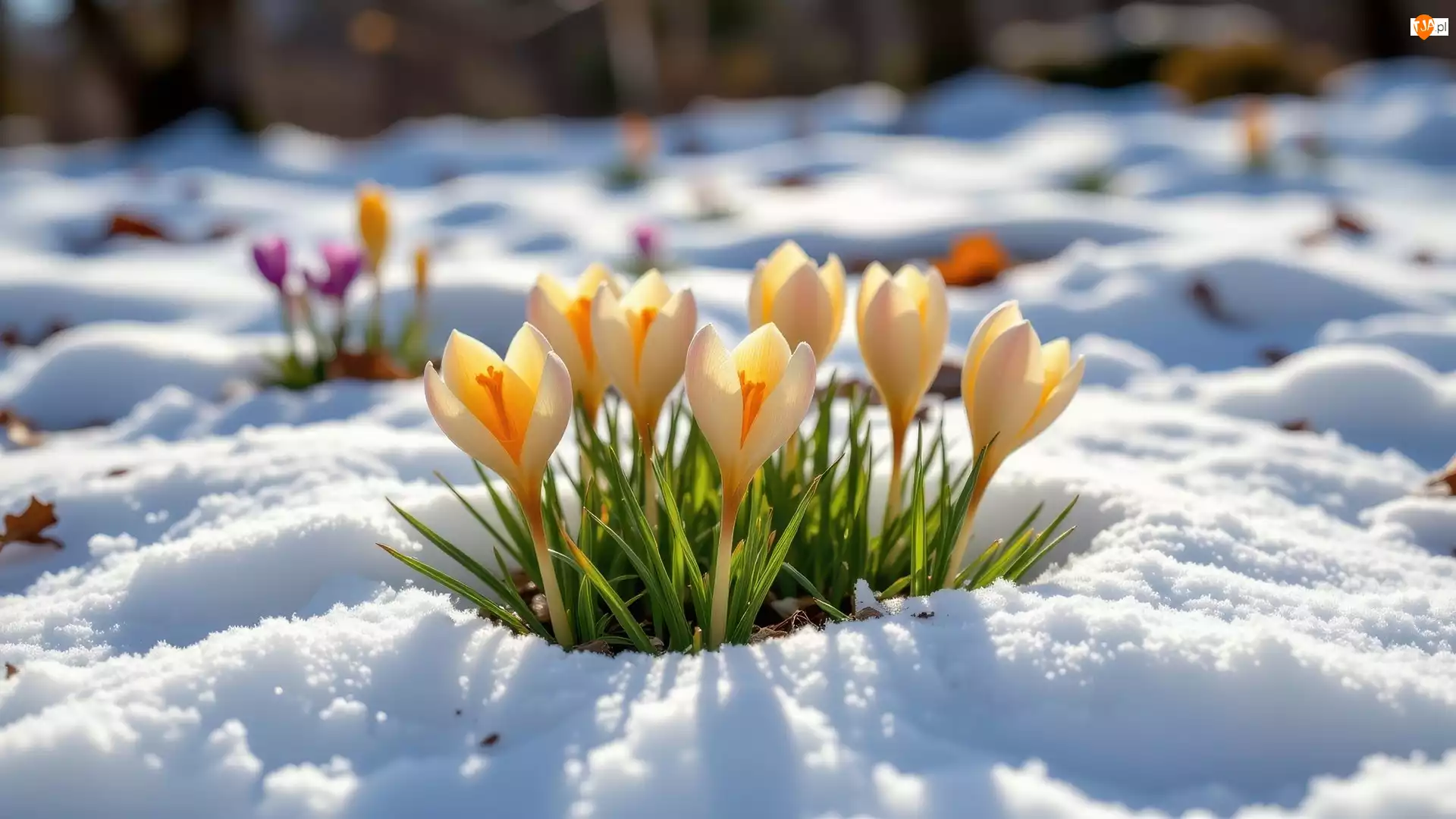 Śnieg, Kwiaty, Żółte, Krokusy