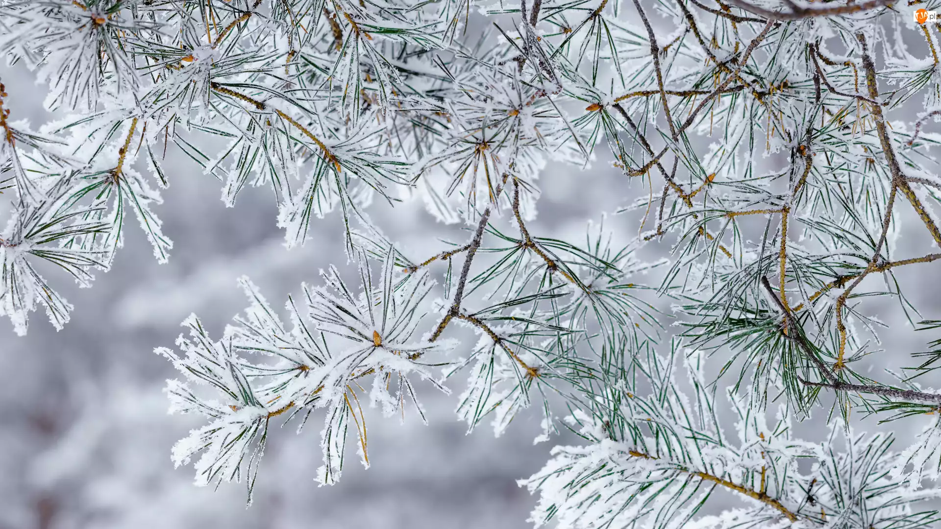 Sosny, Ośnieżone, Gałązki