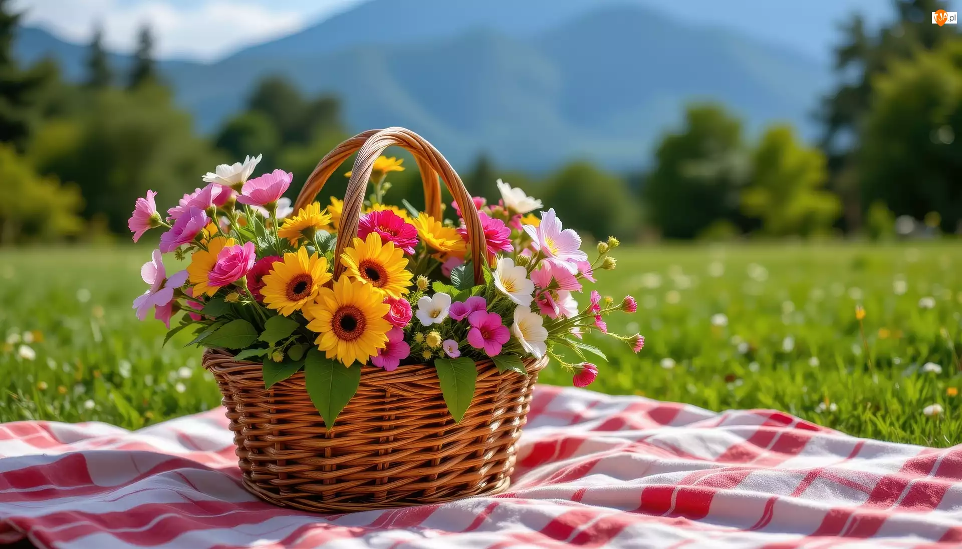 Kolorowe, Kwiaty, Wiklinowy, Koc, Koszyk, Łąka